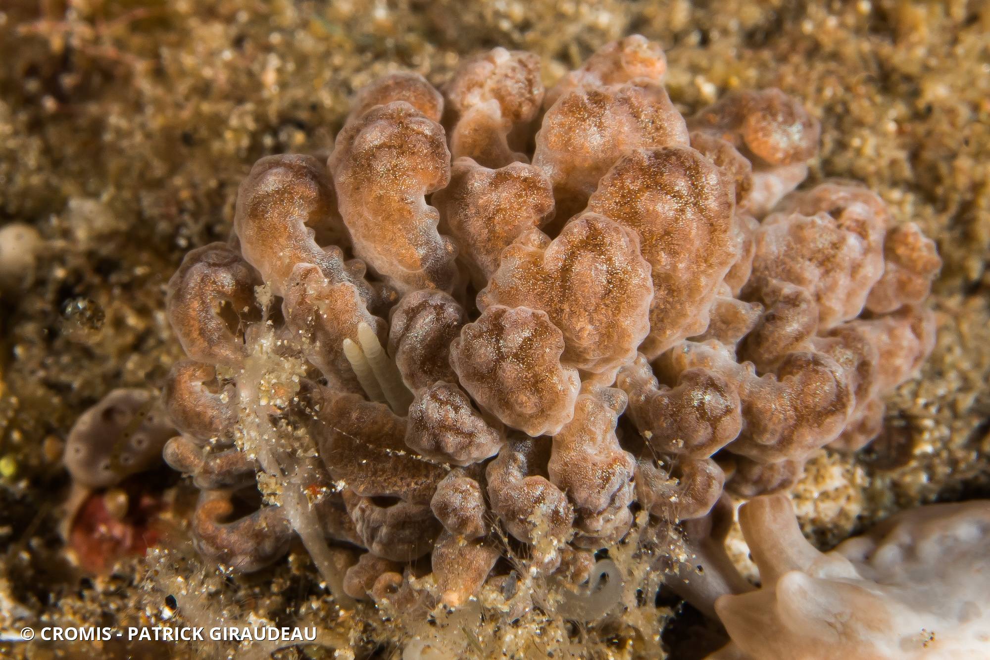Phyllodesmium géant