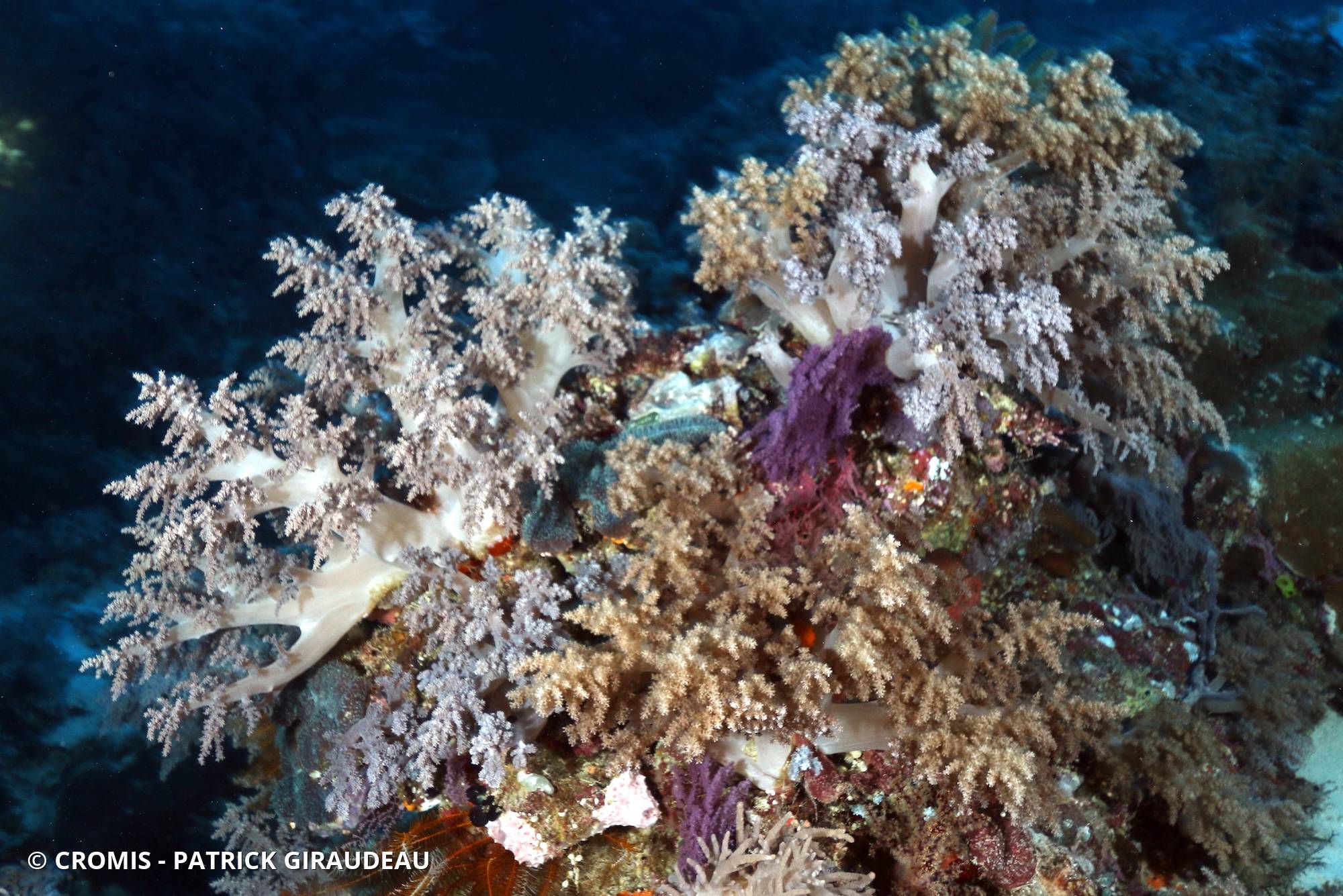 Alcyonaire arborescent