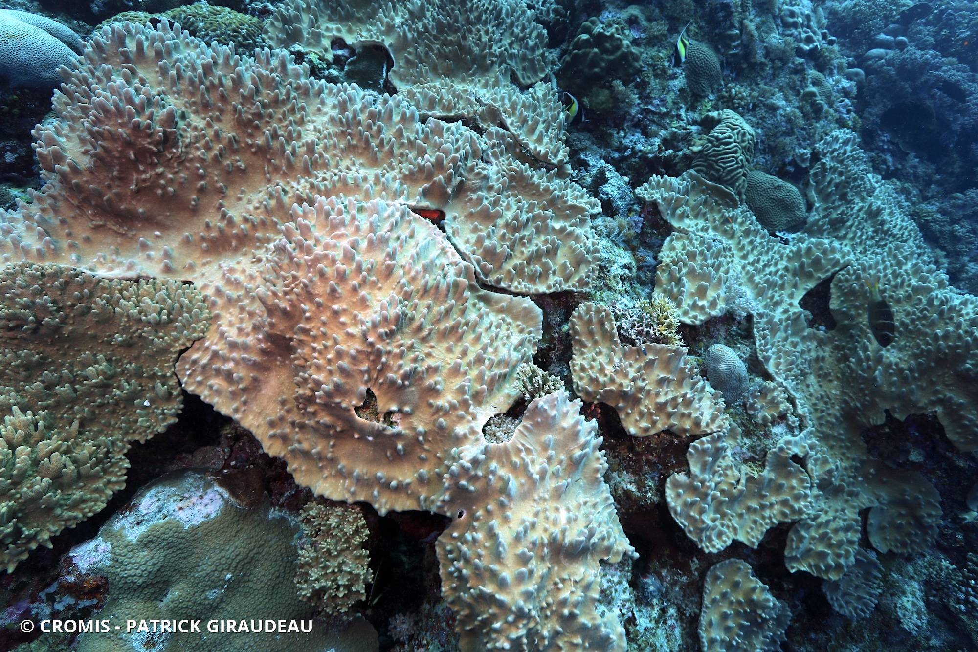 Corail poreux digitiforme