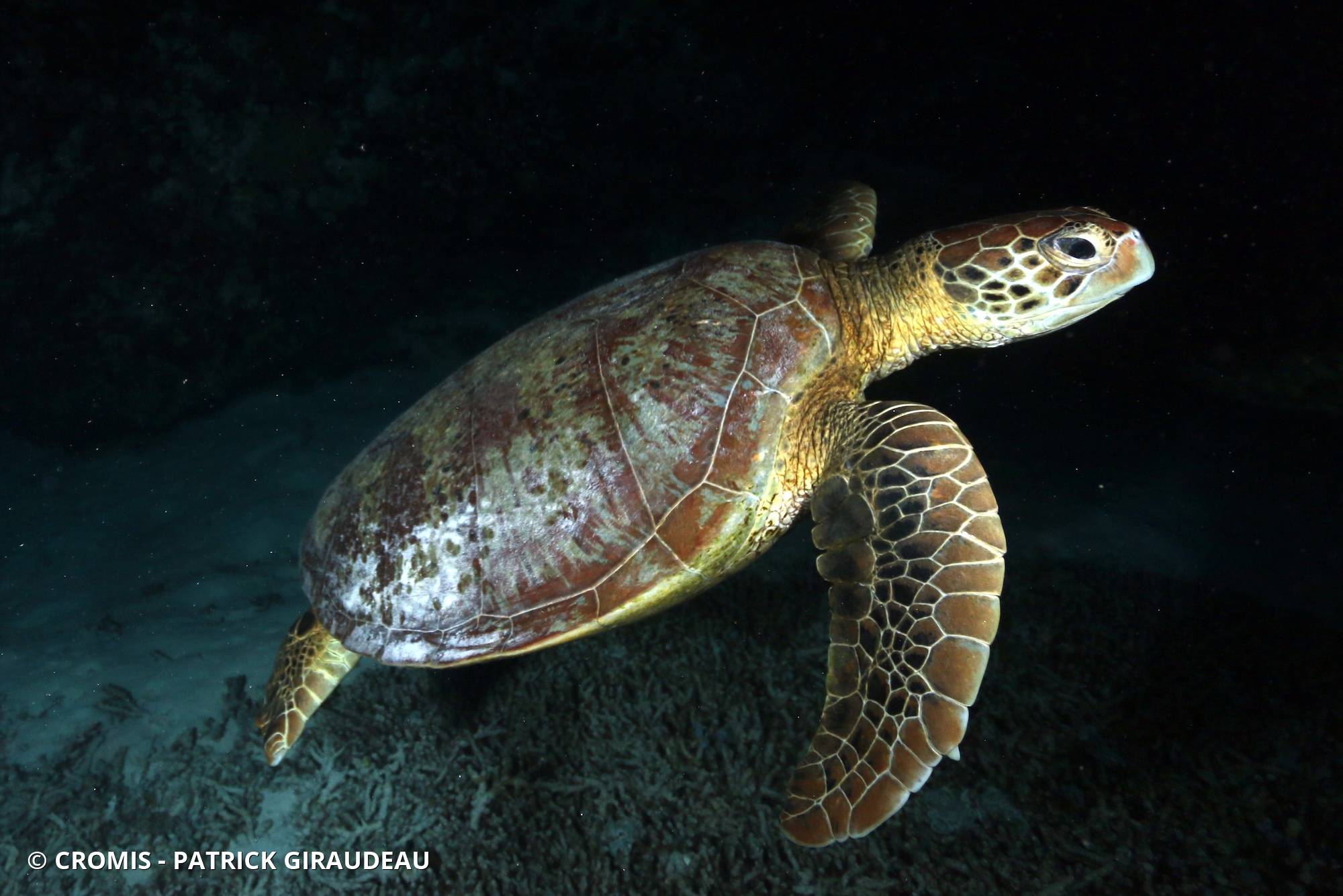 Tortue verte