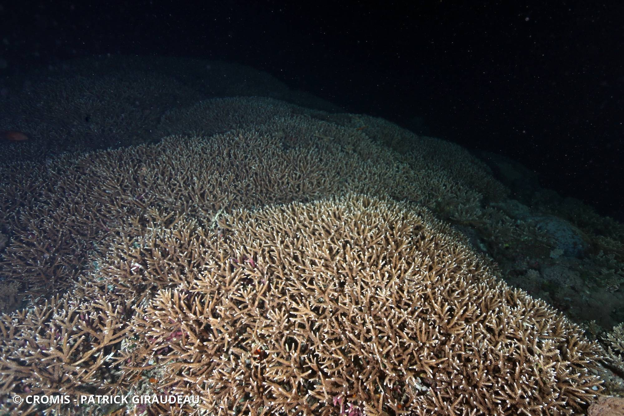 Acropore robuste