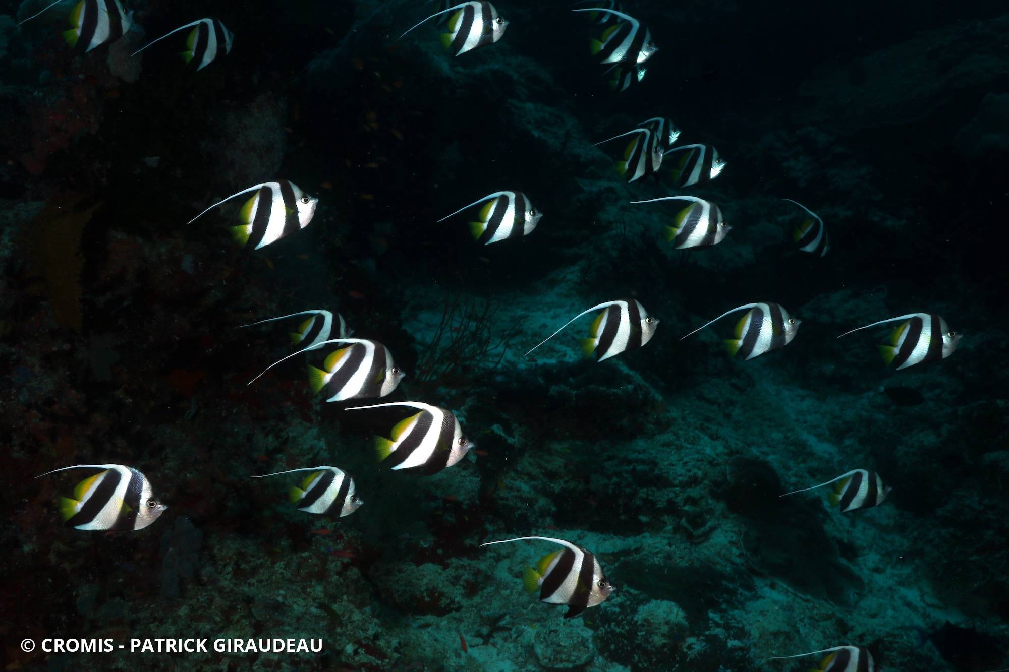 Poisson-cocher commun