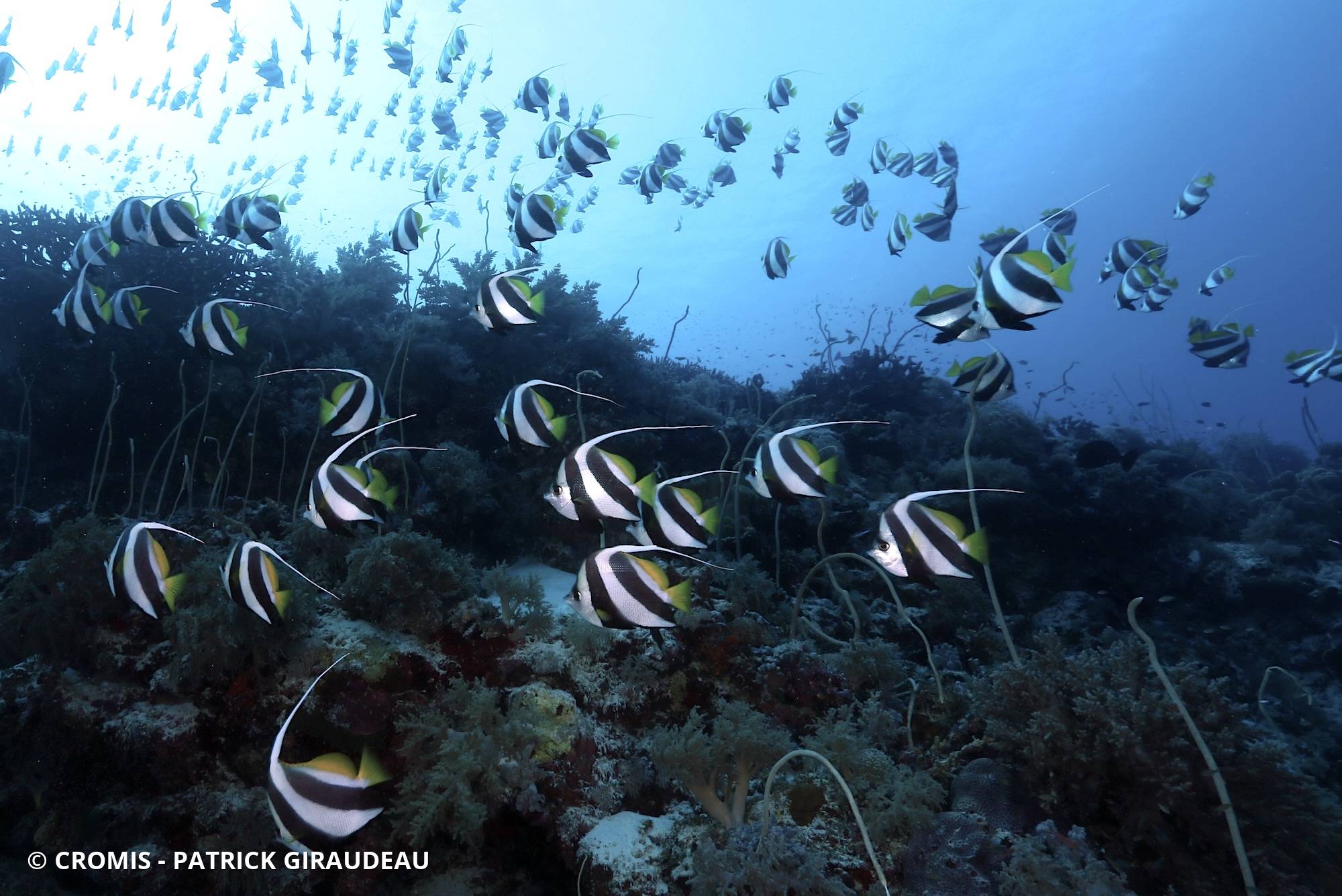 Poisson-cocher commun