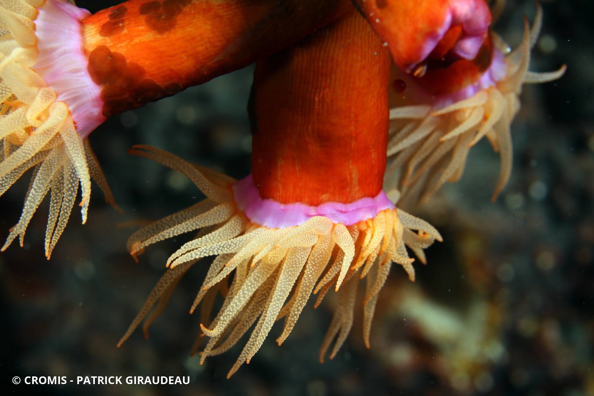 Tubastrée orange