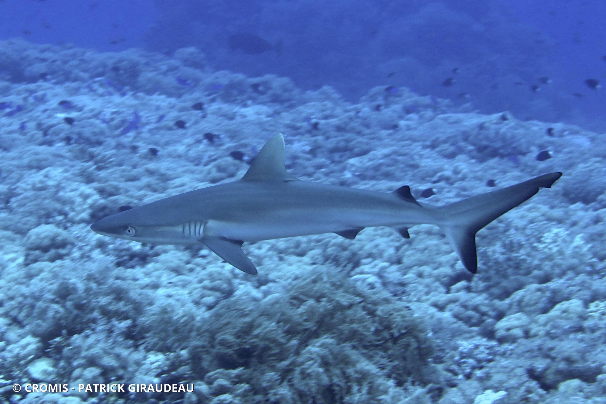 Requin gris de récif