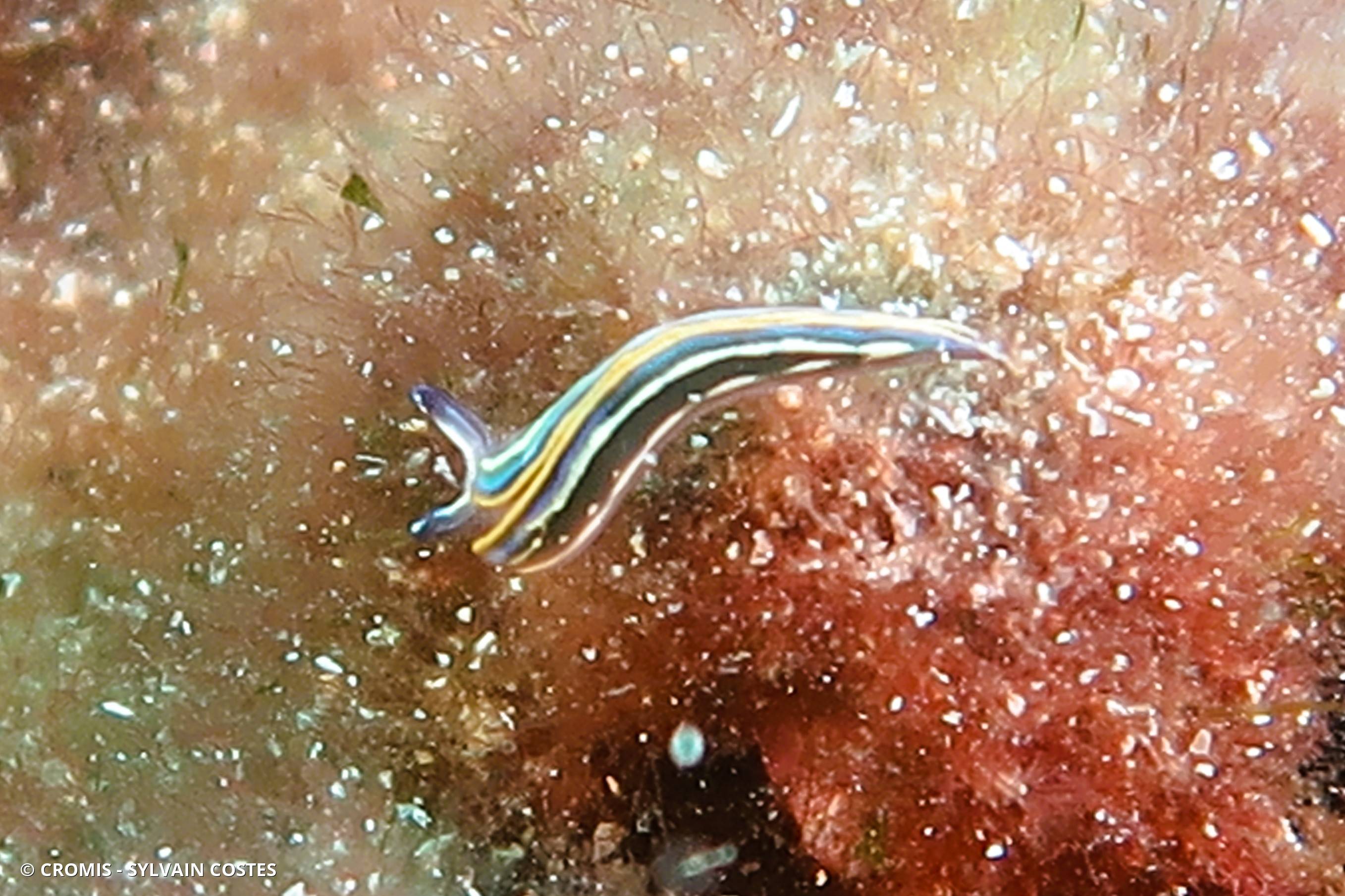Ver plat bleu de Méditerranée