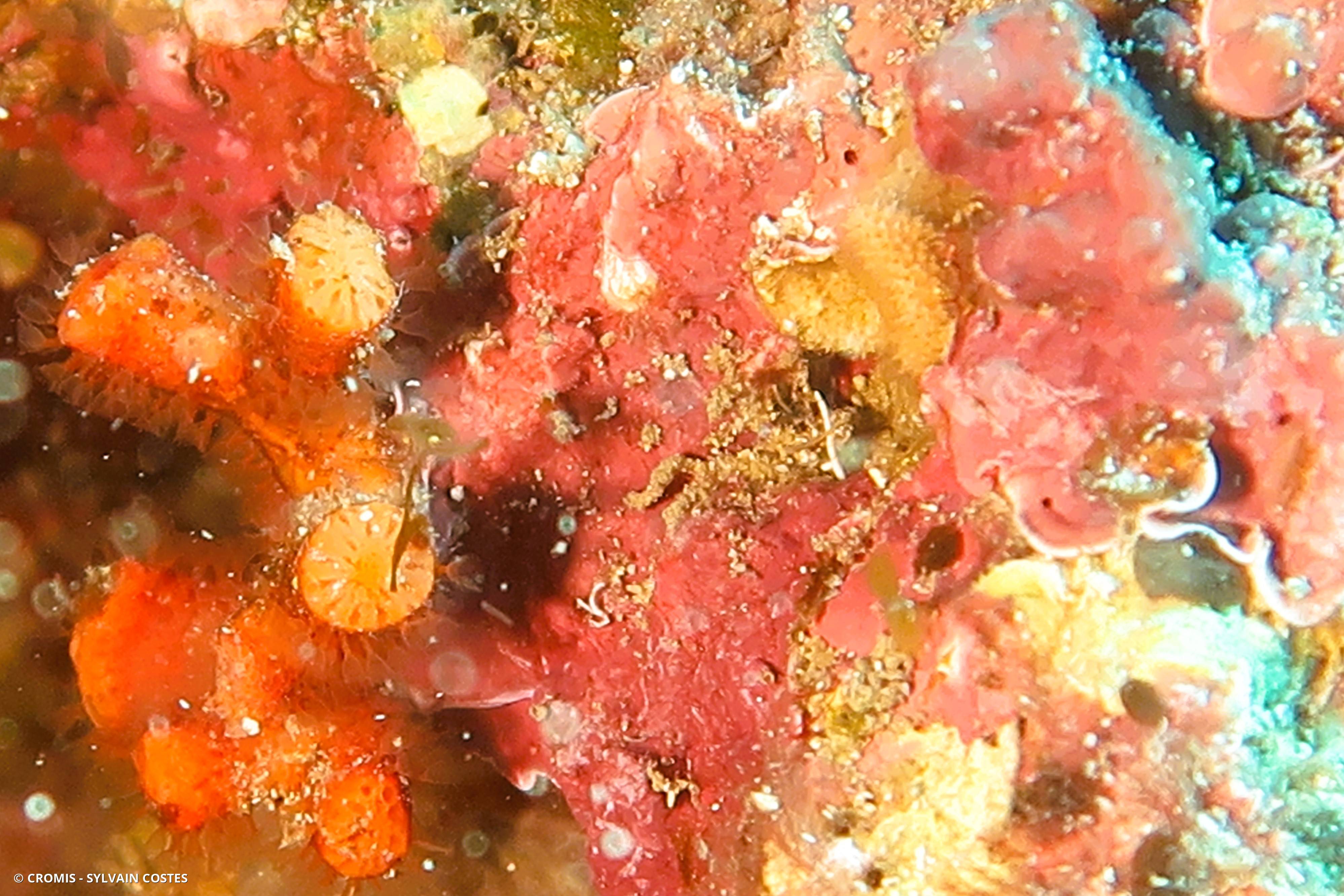 Faux corail