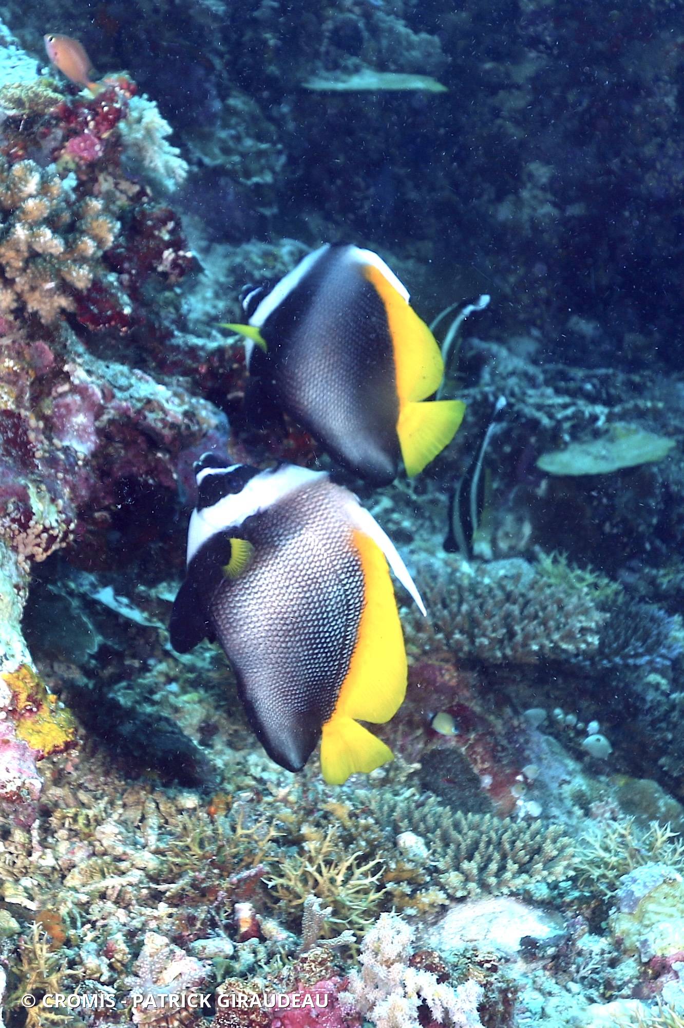 Poisson-cocher malais