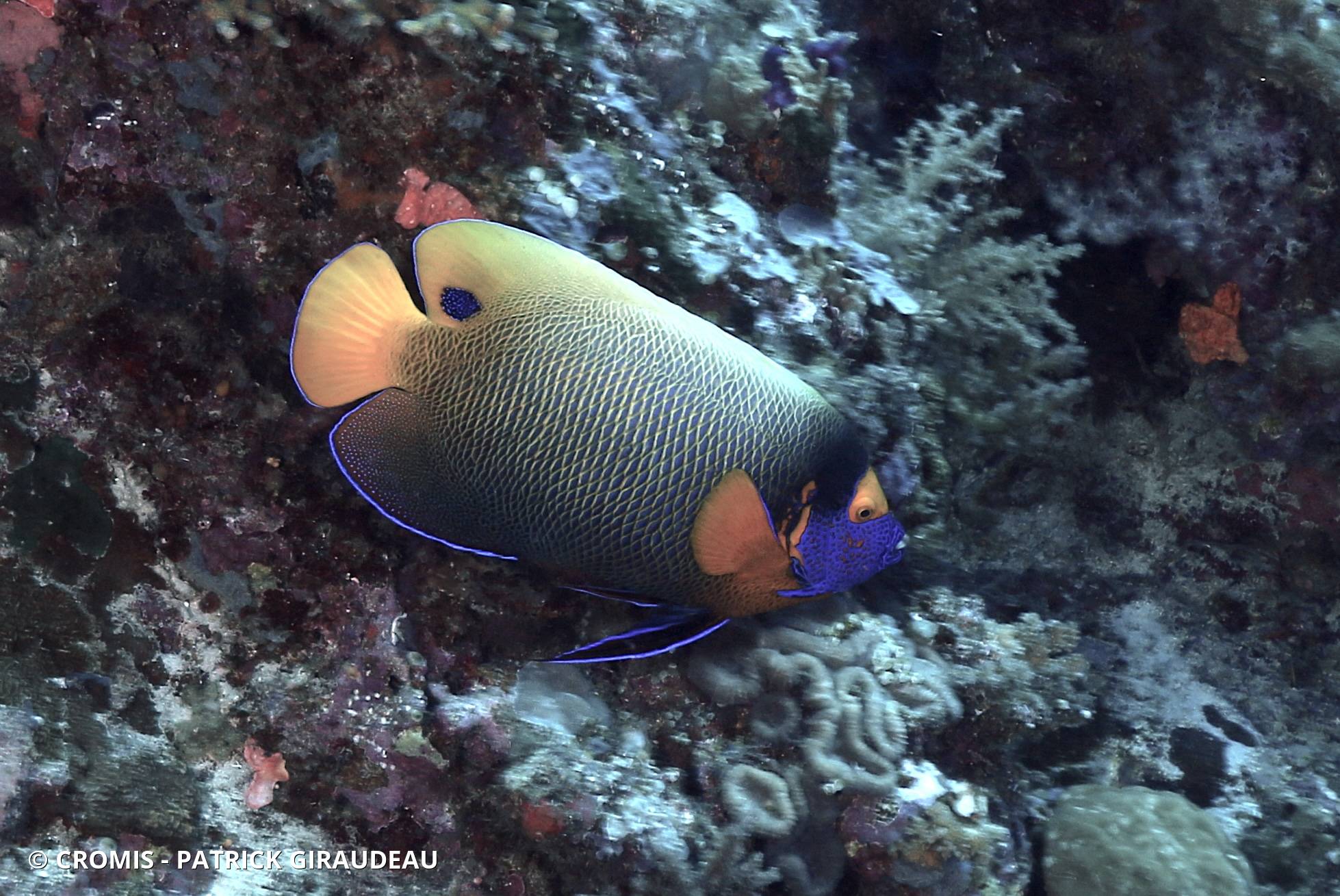 Poisson-ange à tête bleue