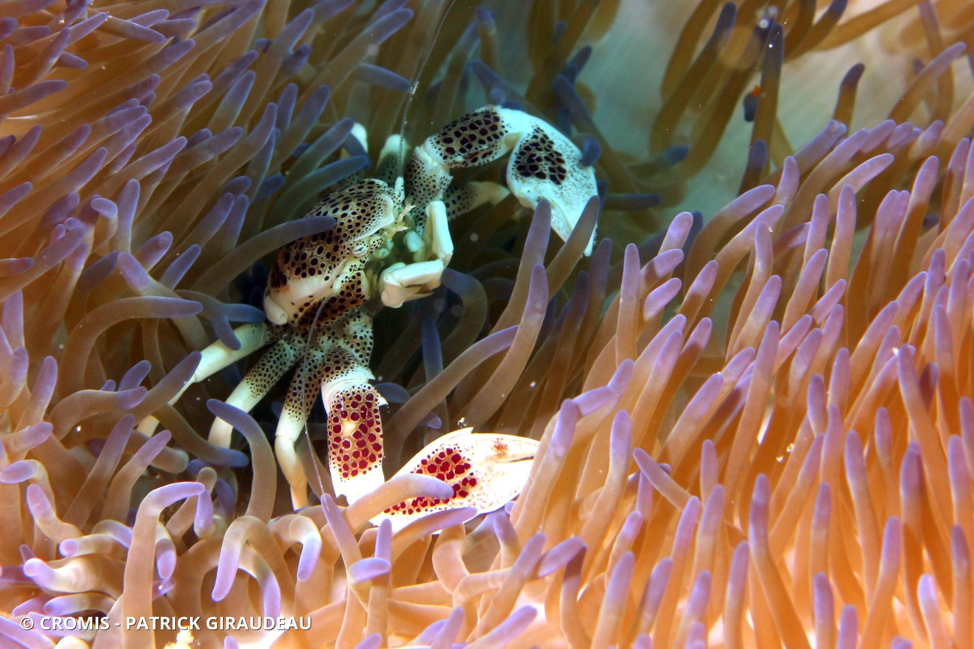 Crabe porcelaine