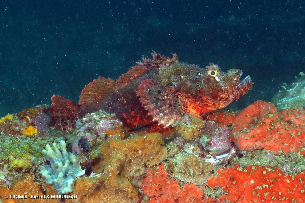 Poisson-scorpion à houppes