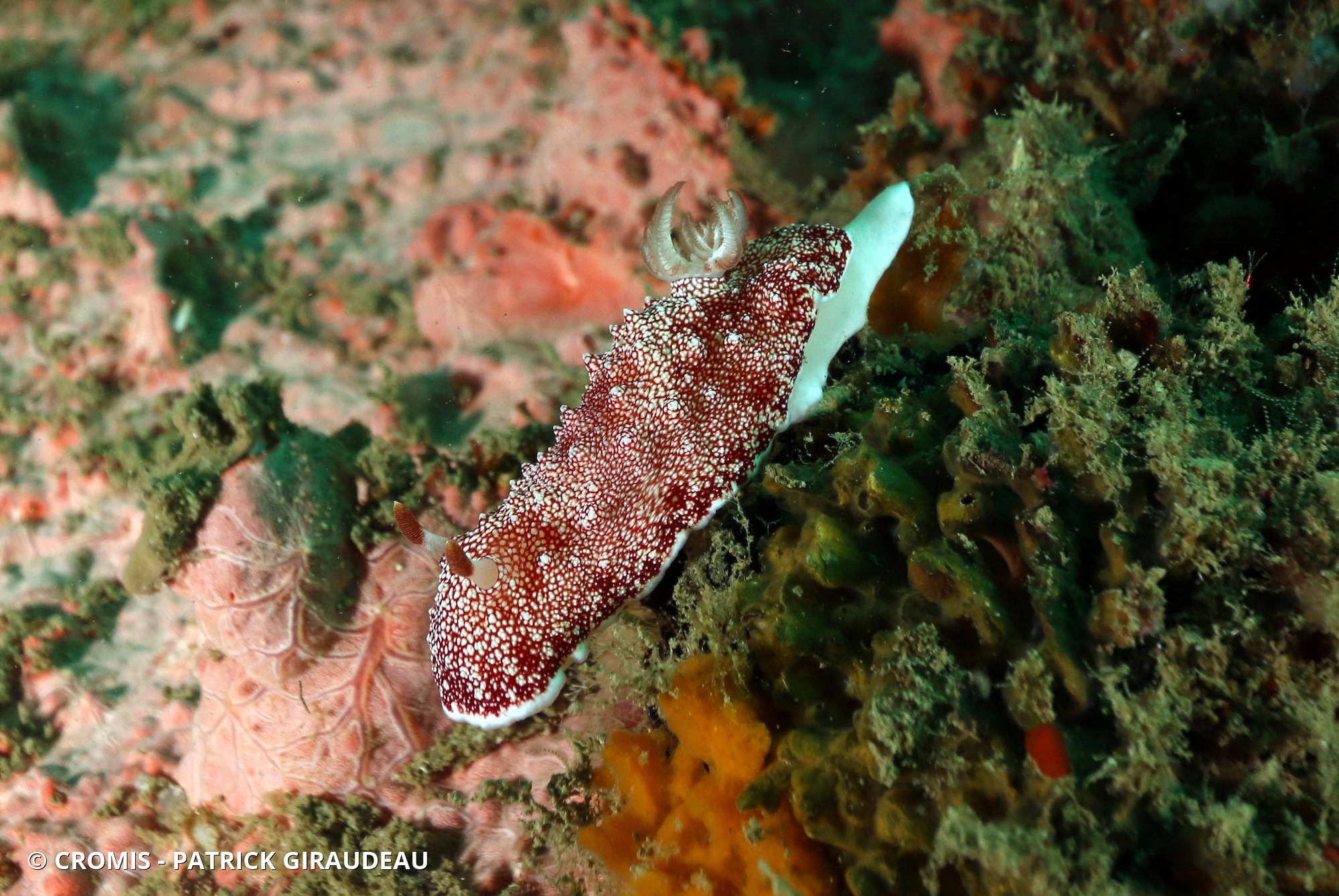 Chromodoris réticulée