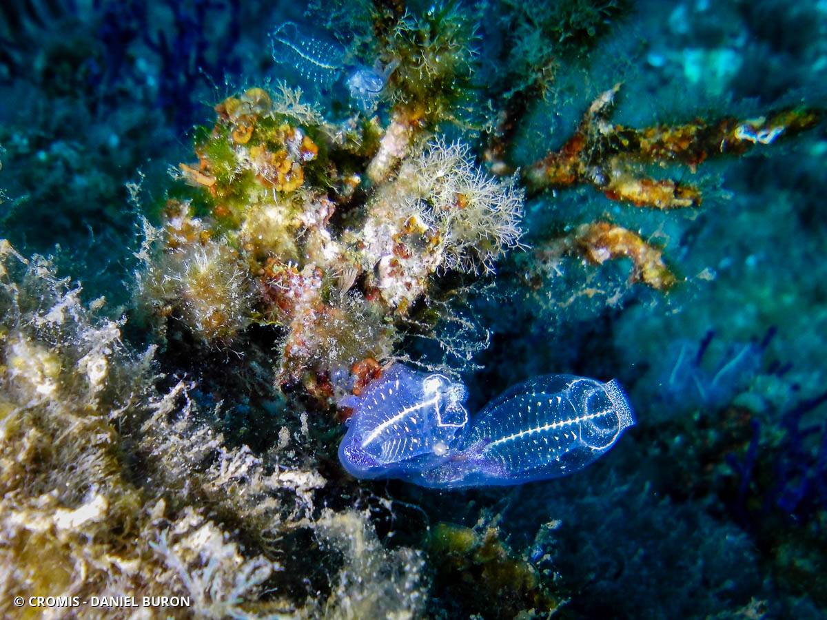 Claveline bleutée de Méditerranée