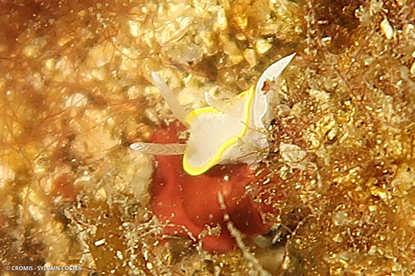Doris blanc à couronne d'or