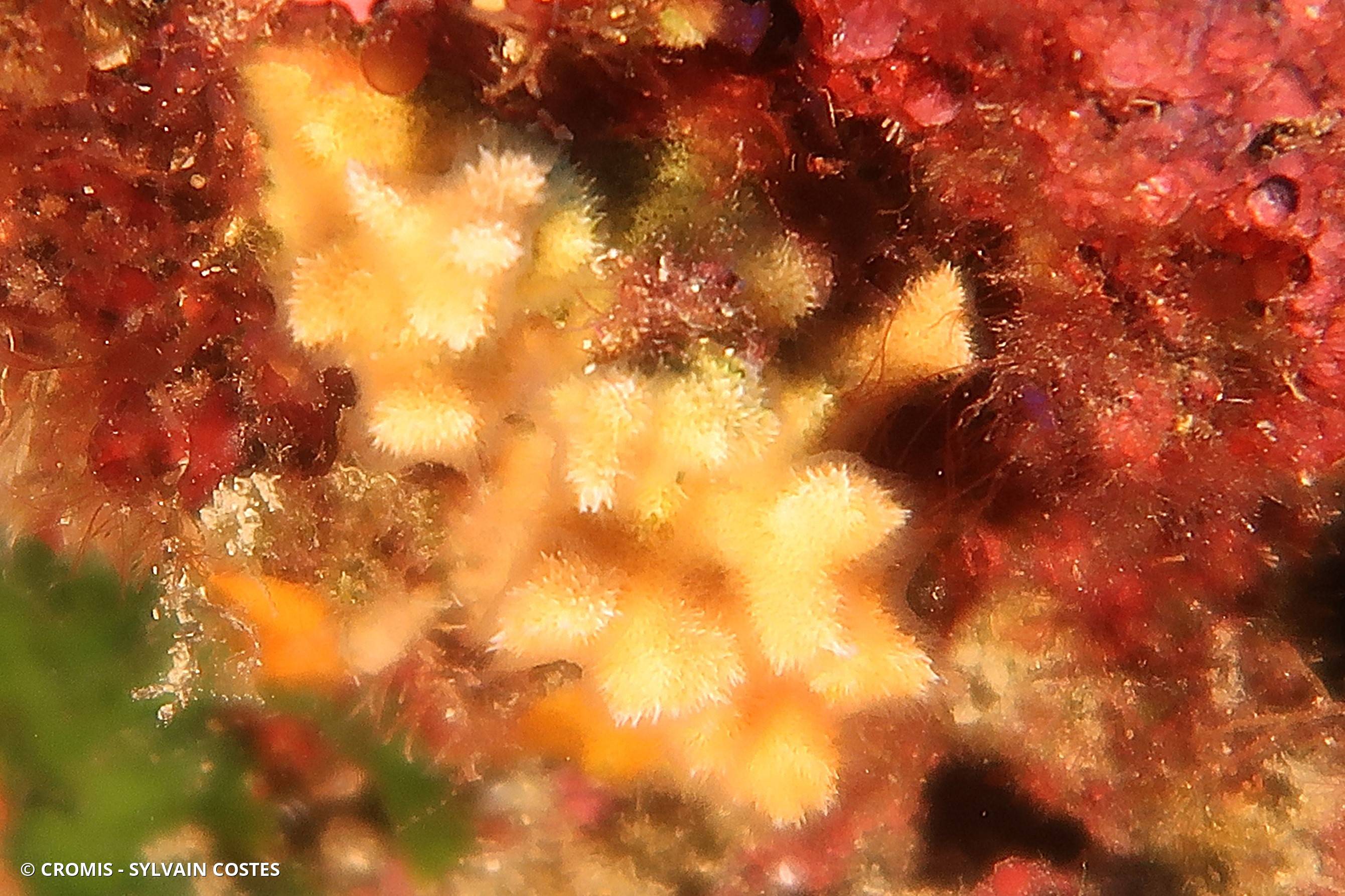 Bryozoaire corne d'élan