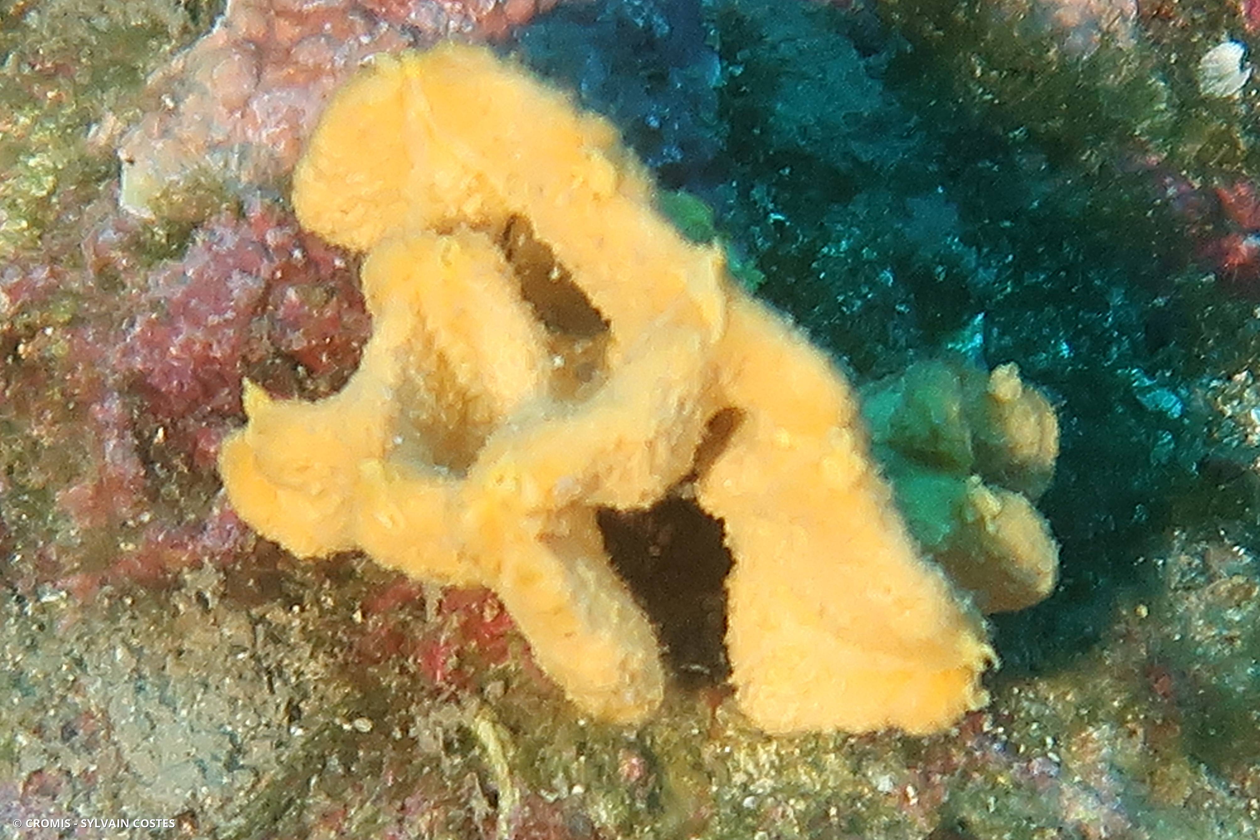 Axinelle plate