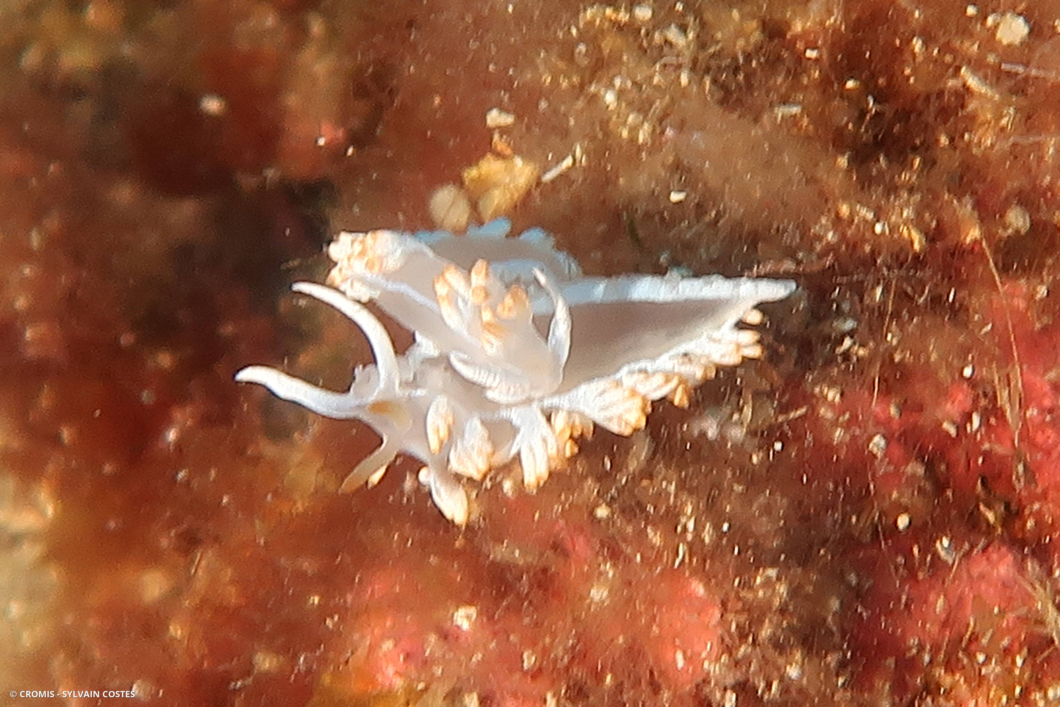 Flabelline blanche