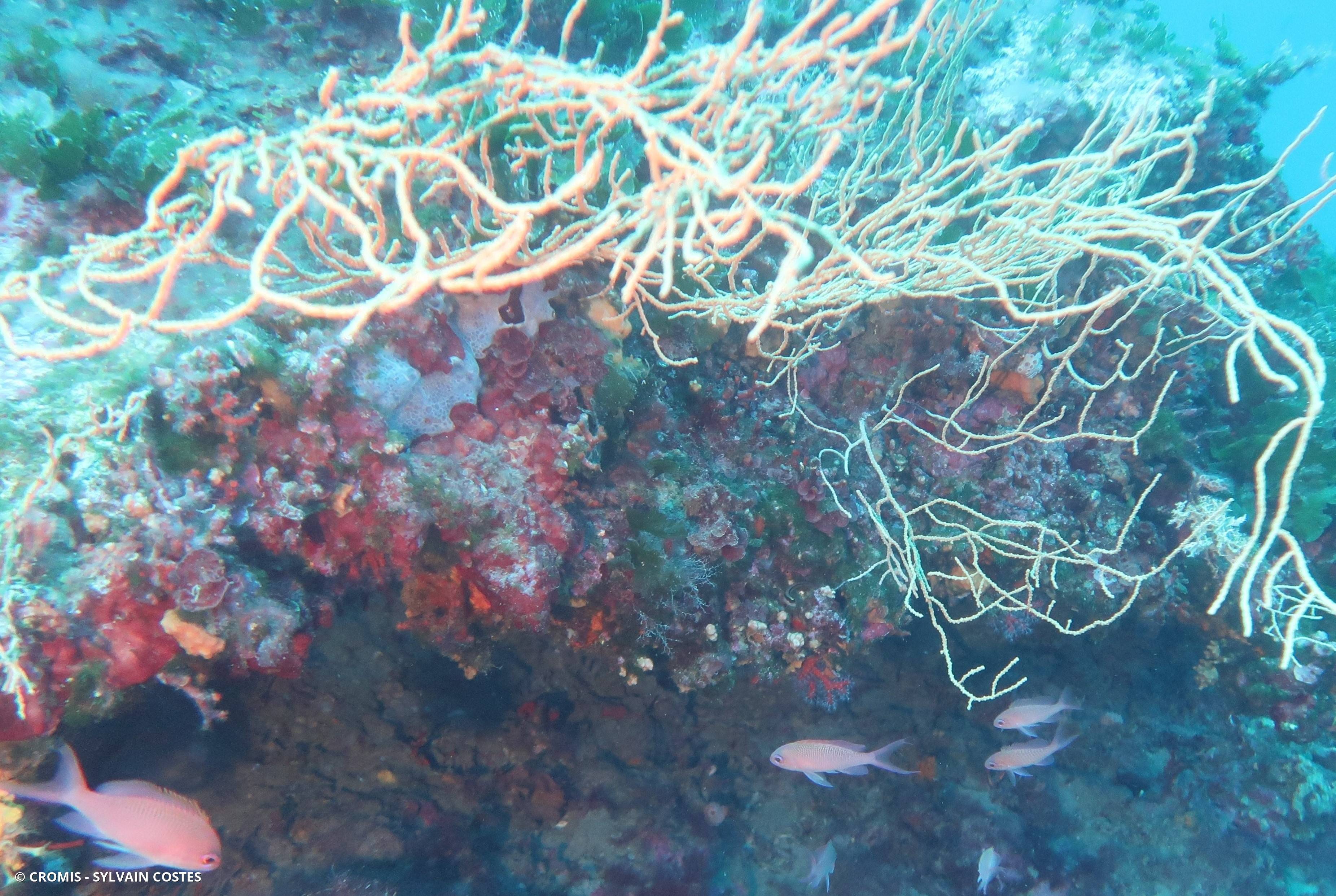 Gorgone orange