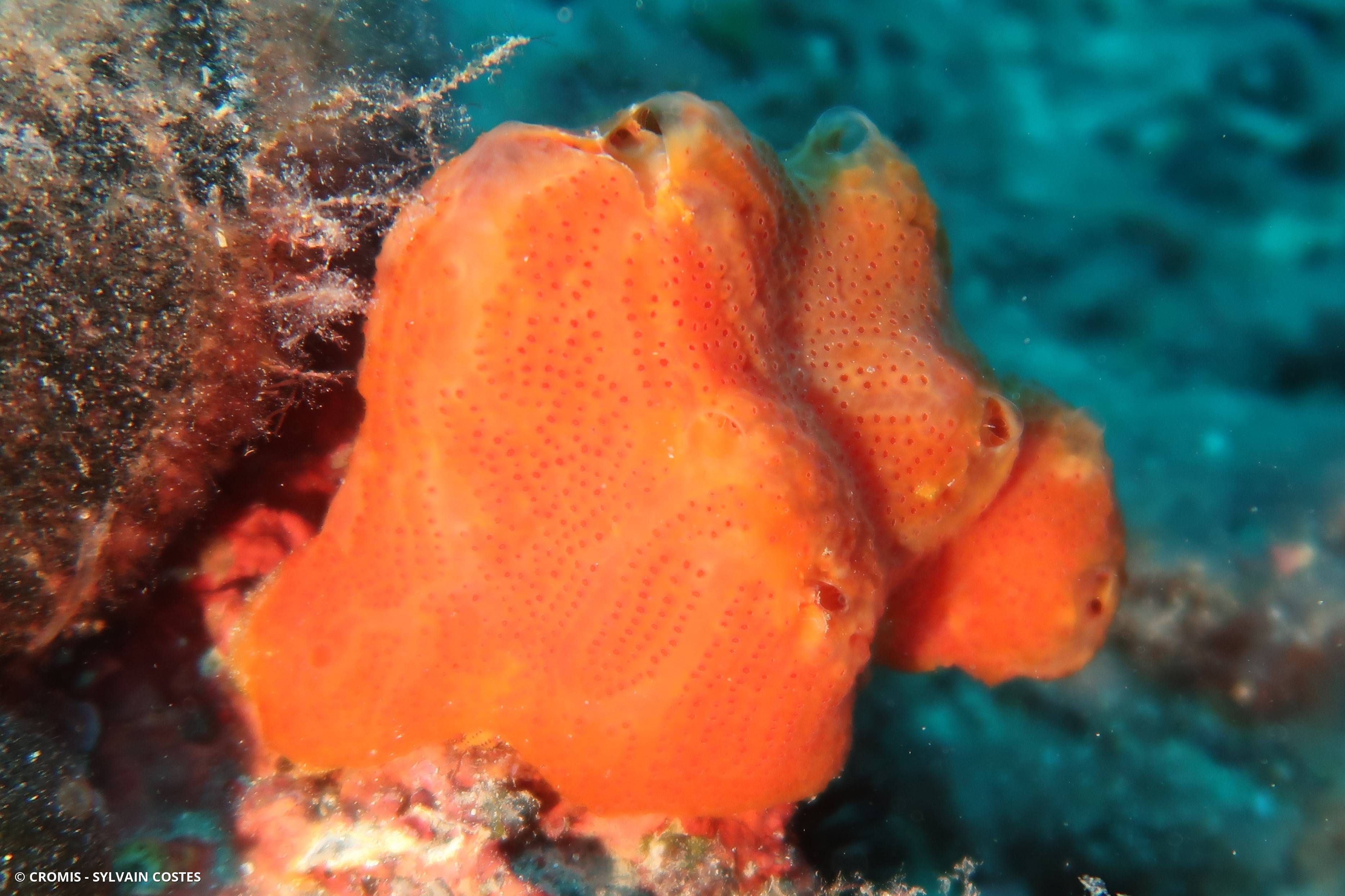 Fraise de mer