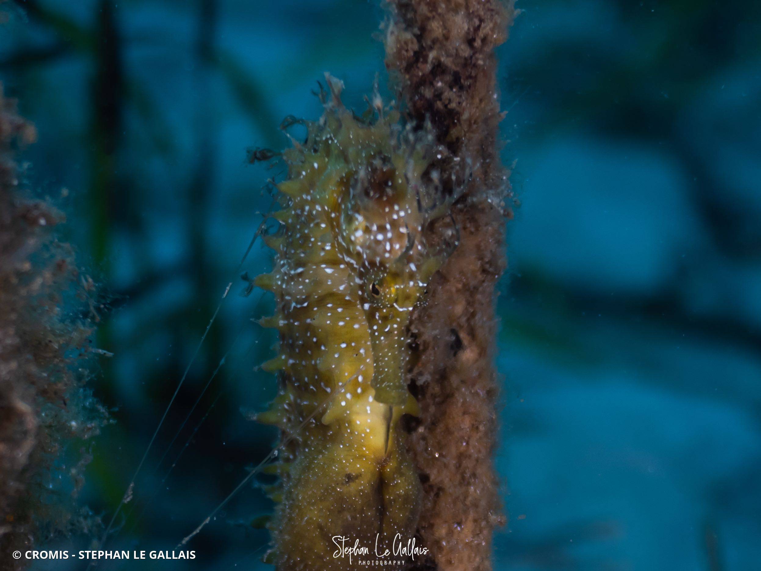 Hippocampe moucheté