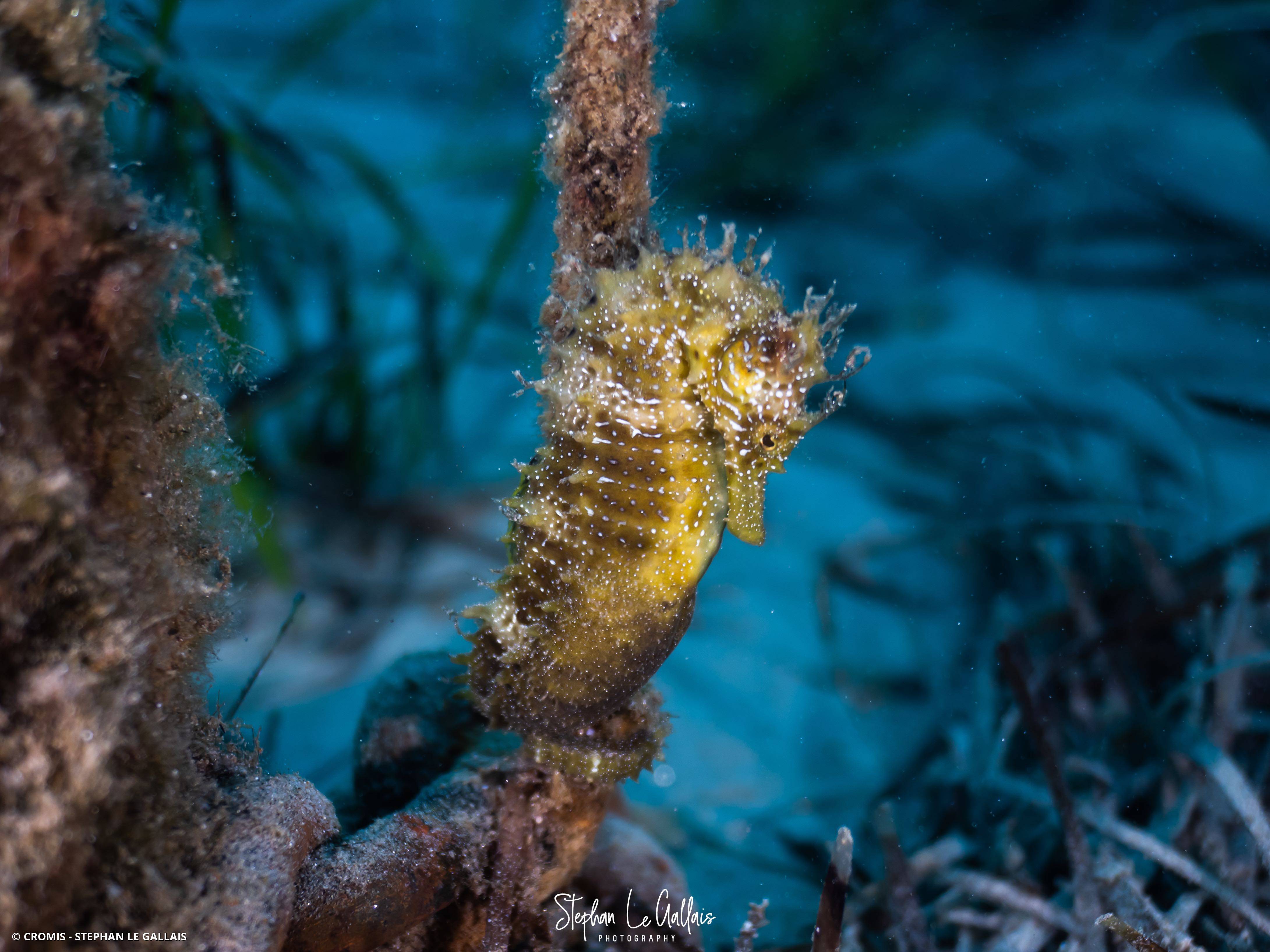Hippocampe moucheté