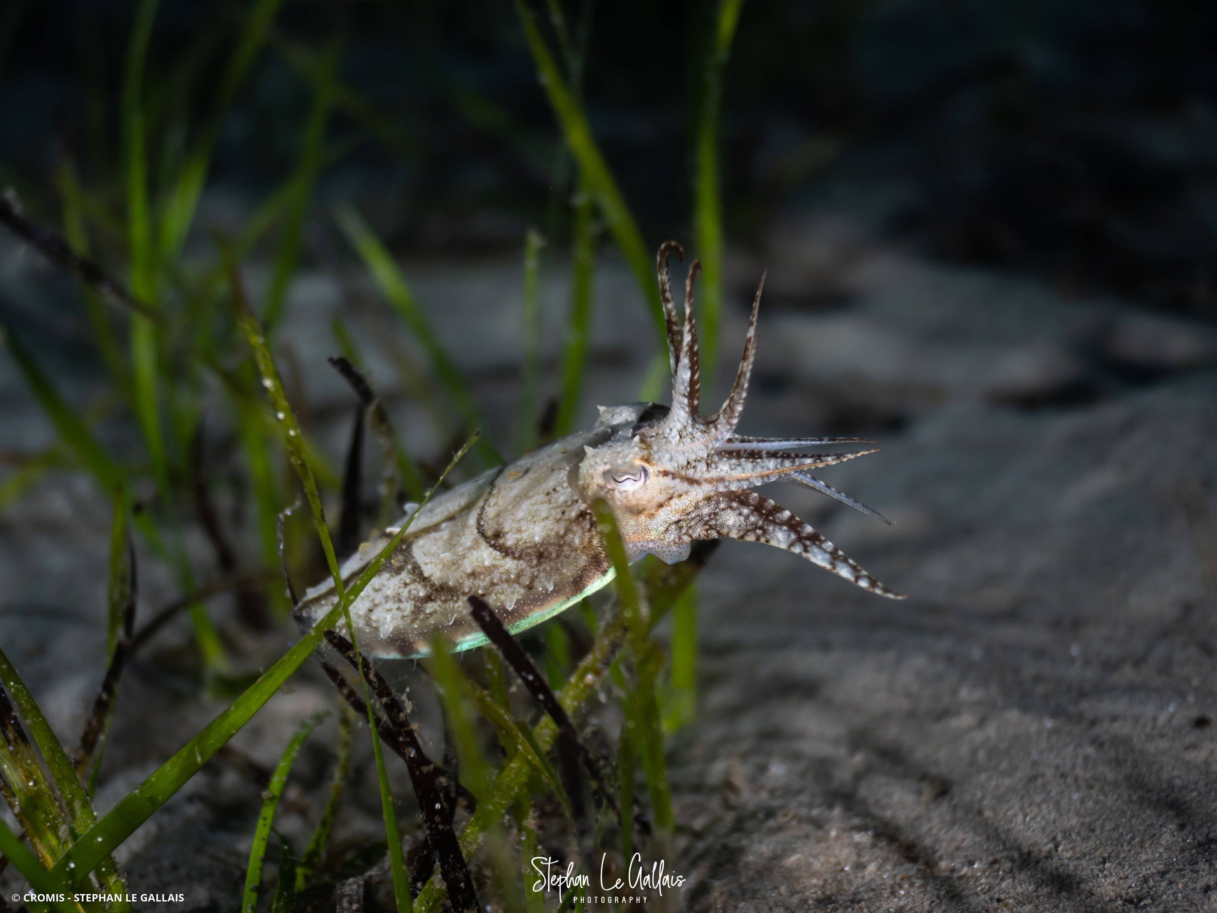 Seiche