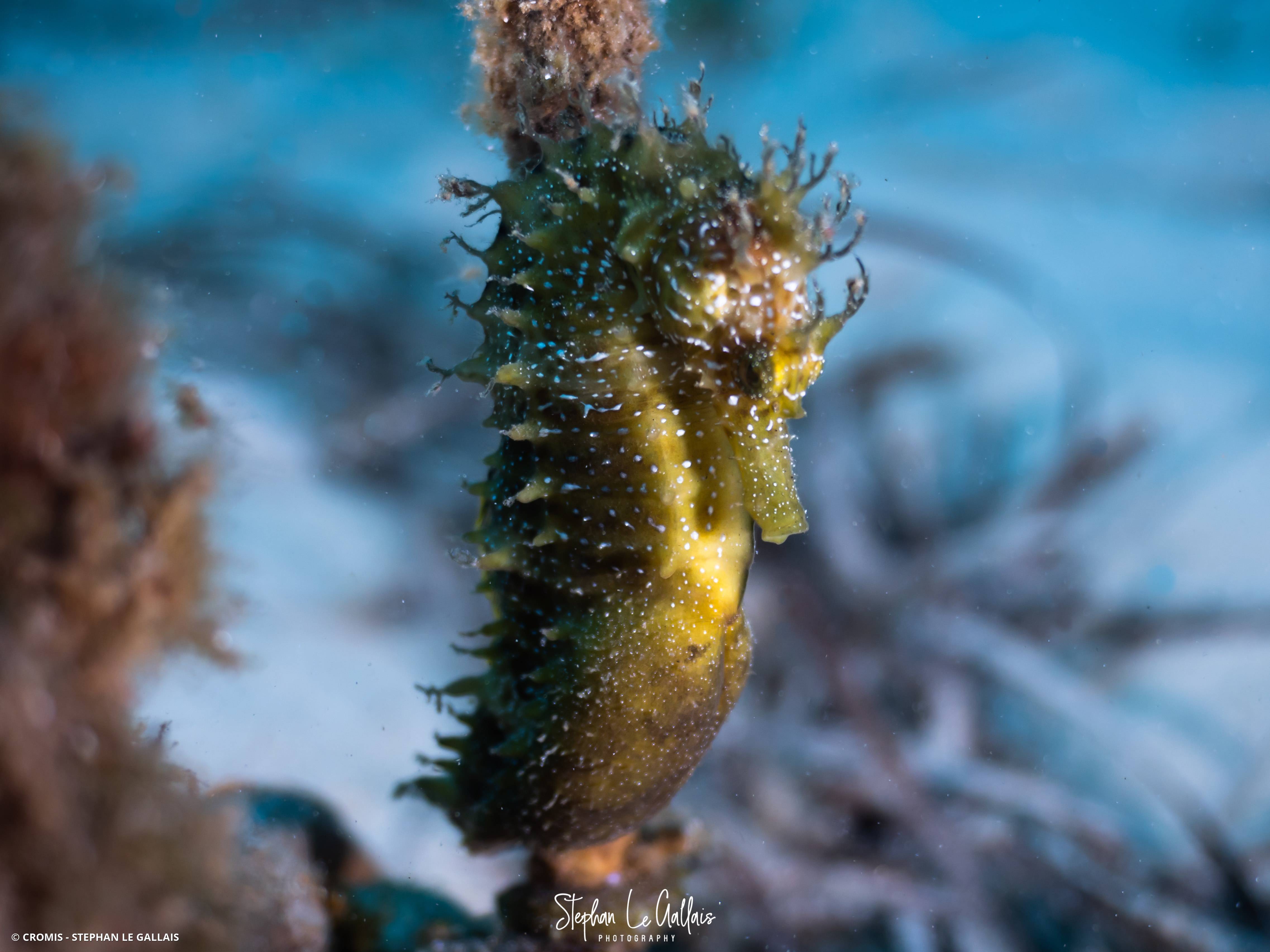 Hippocampe moucheté