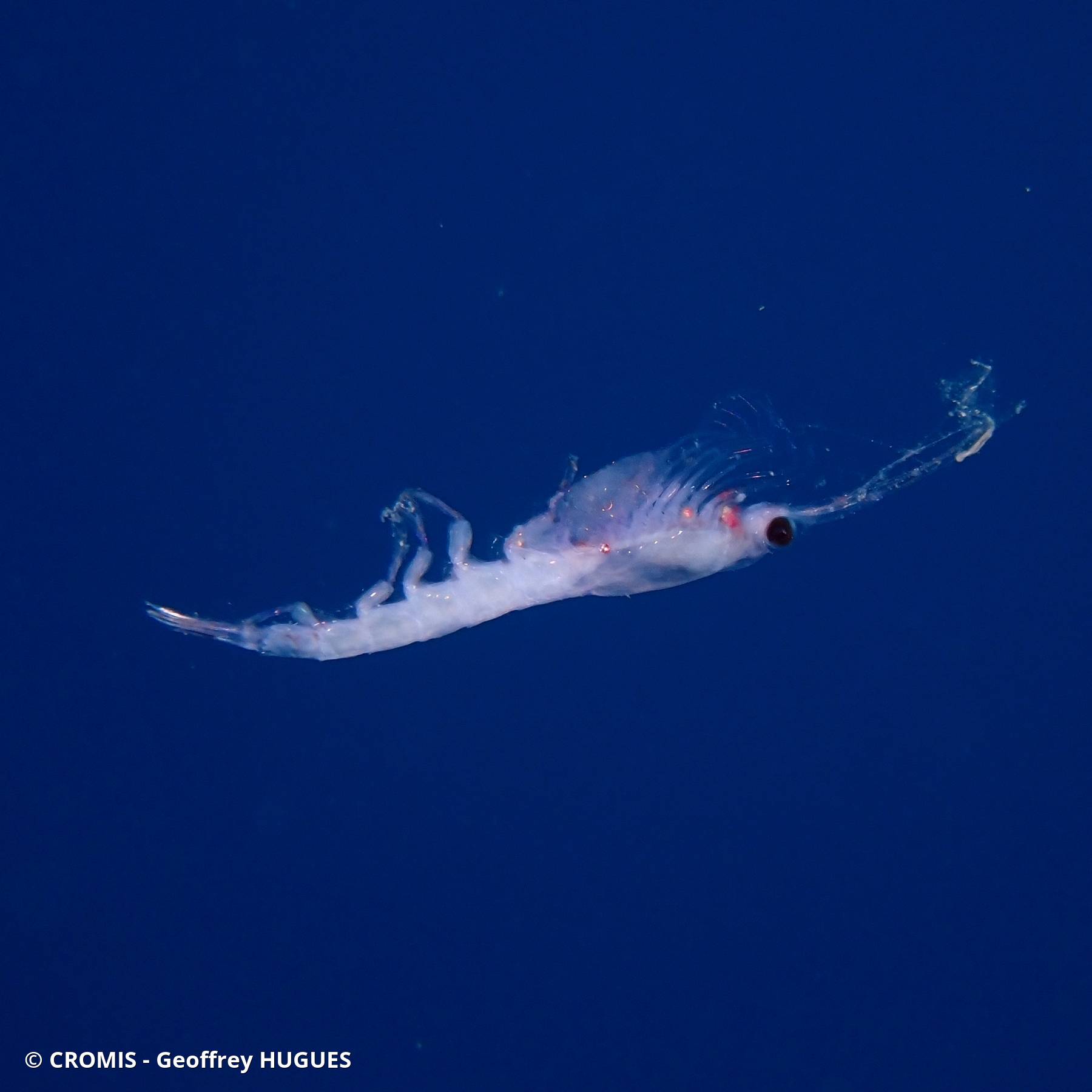 Krill atlantique