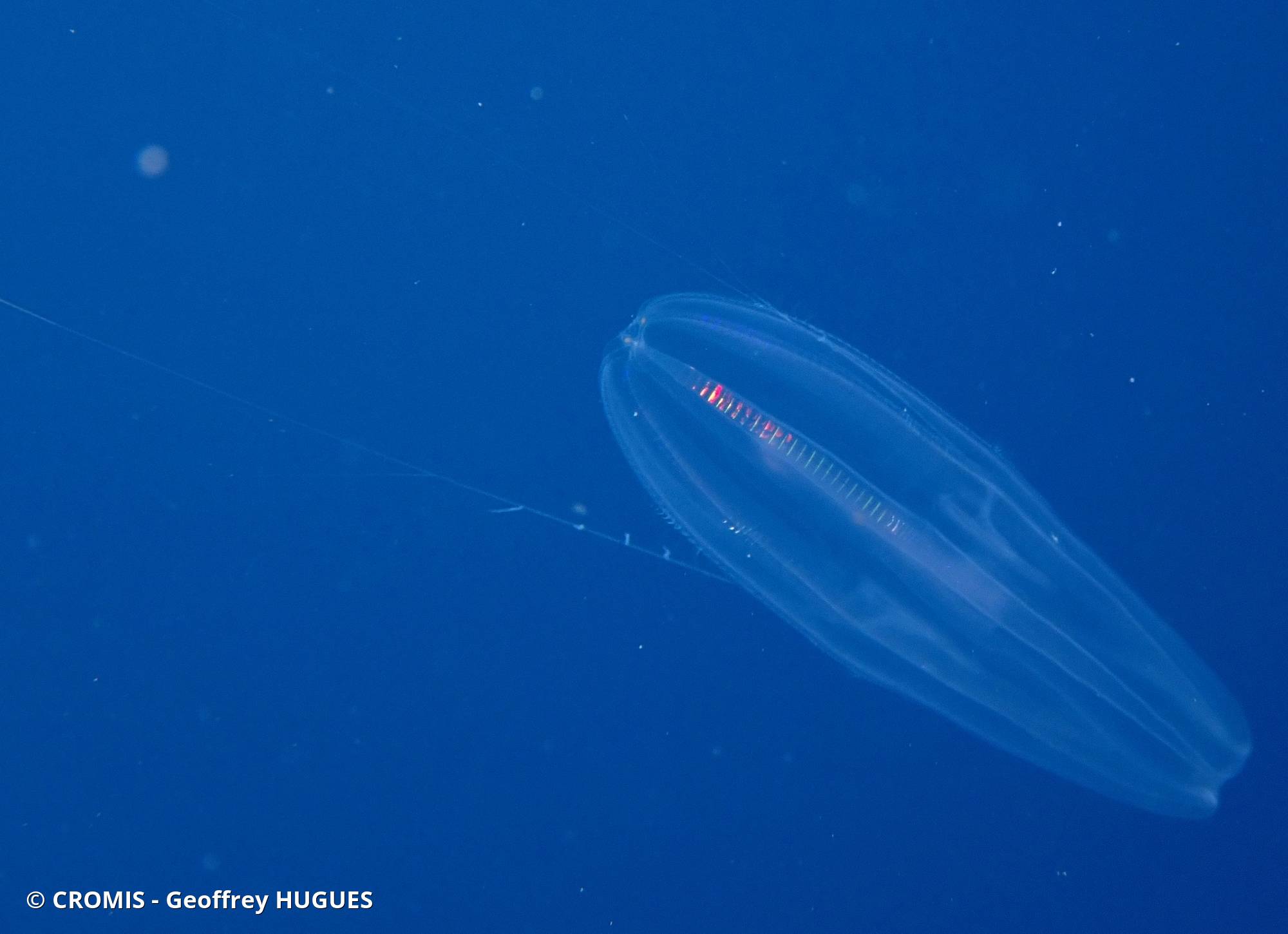 Euplokamis