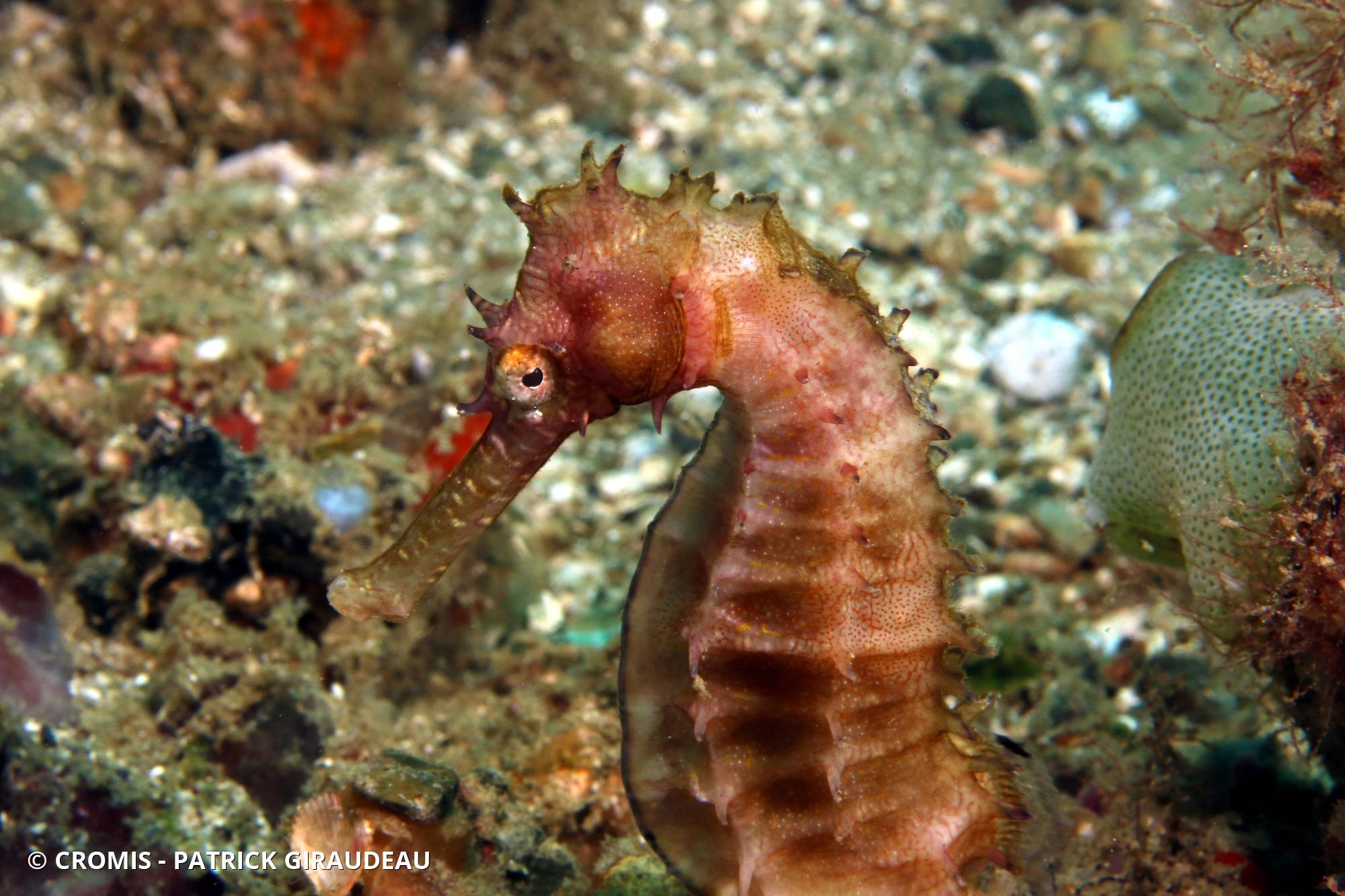 Hippocampe hérissé
