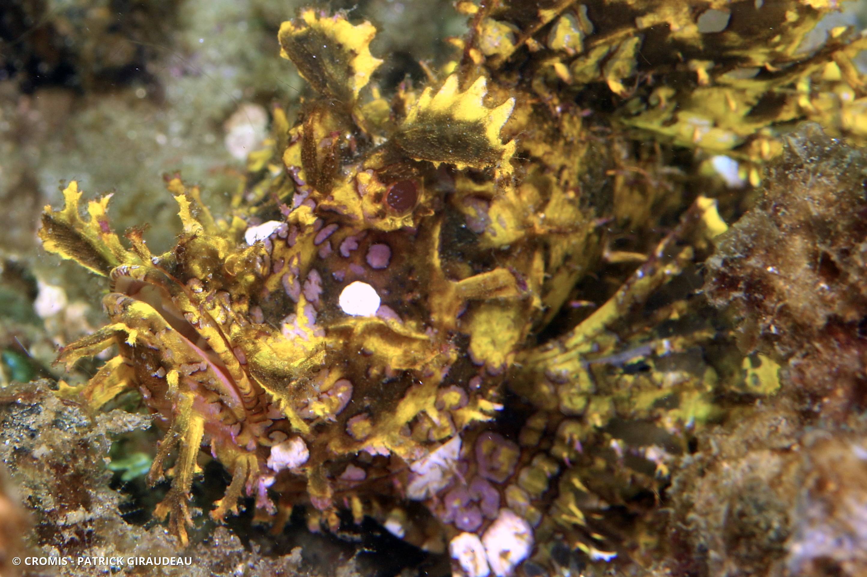 Poisson-scorpion feuillu