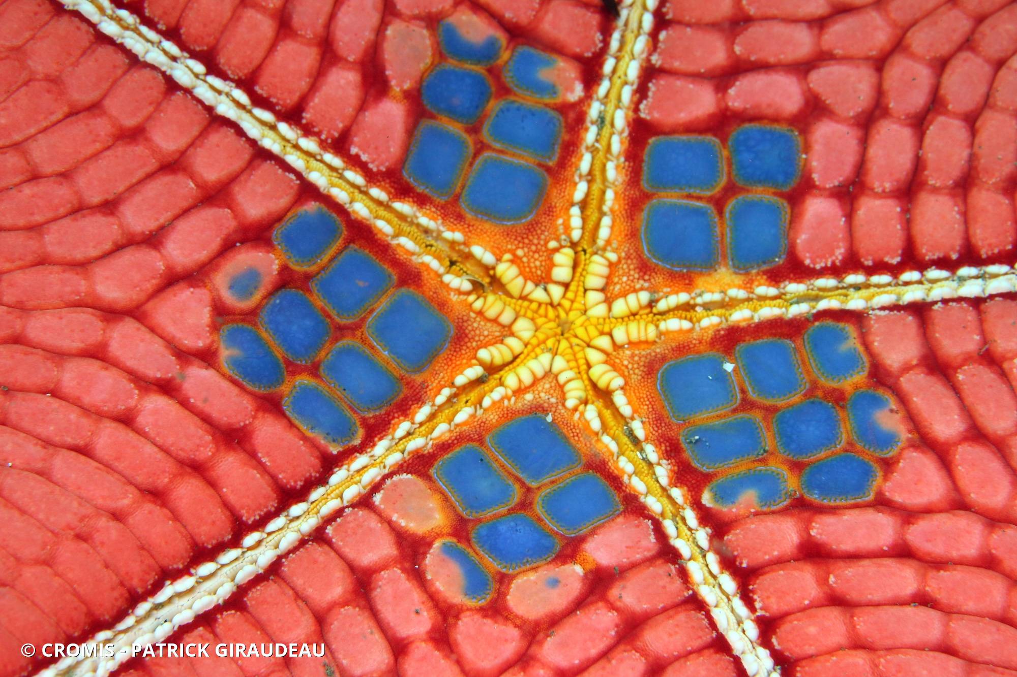 Etoile coussin régulier