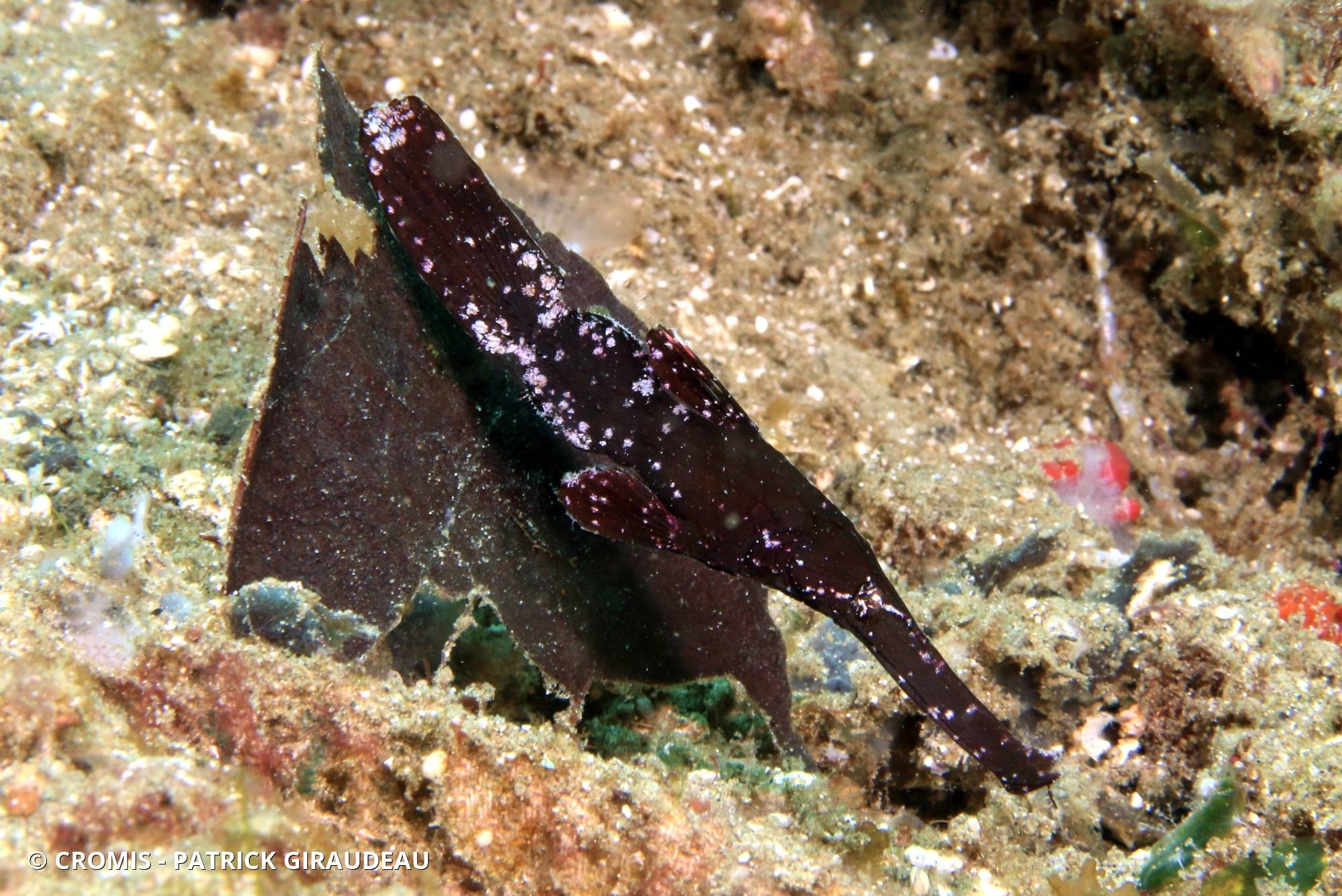 Poisson-fantôme robuste