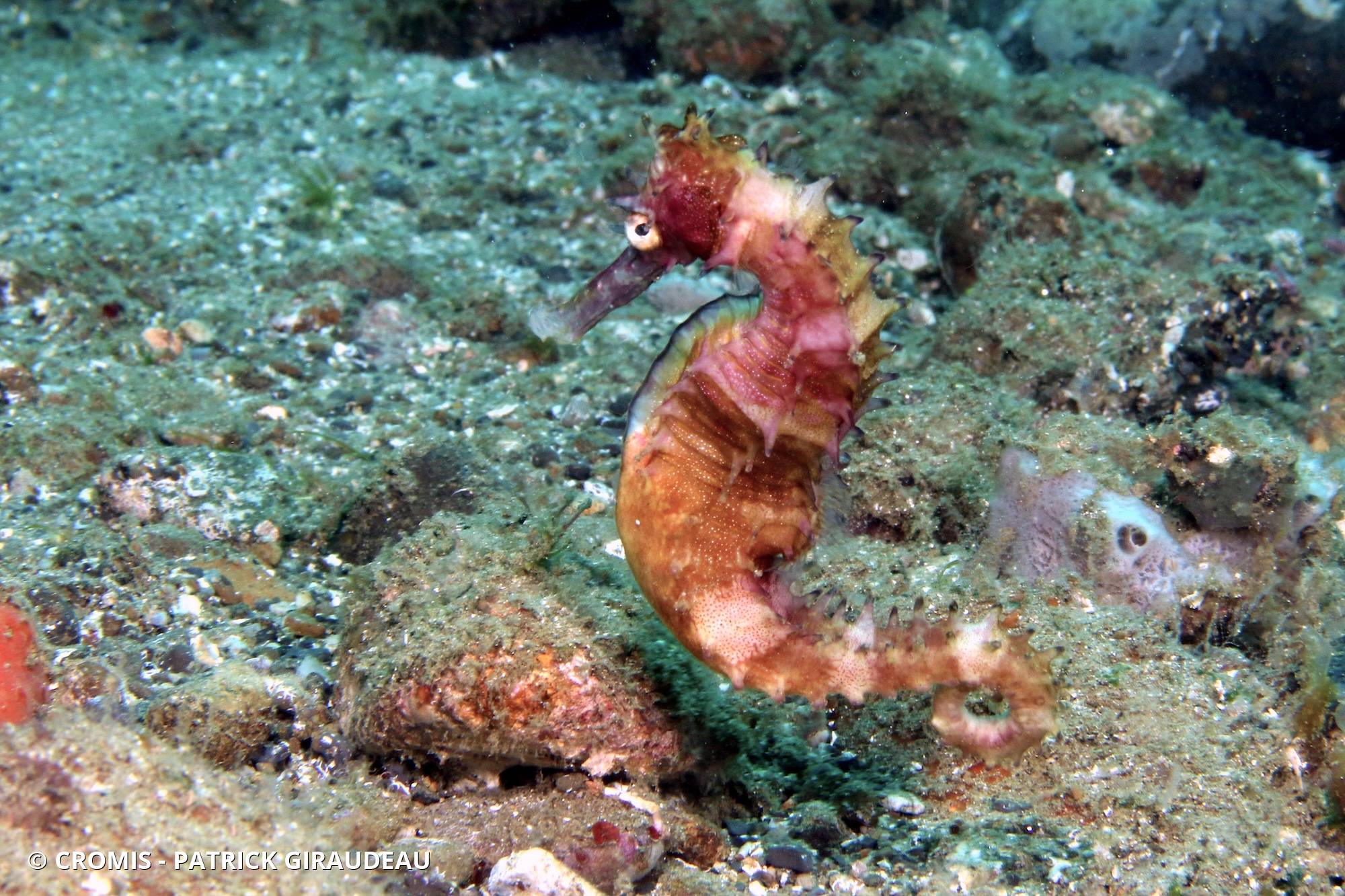 Hippocampe hérissé