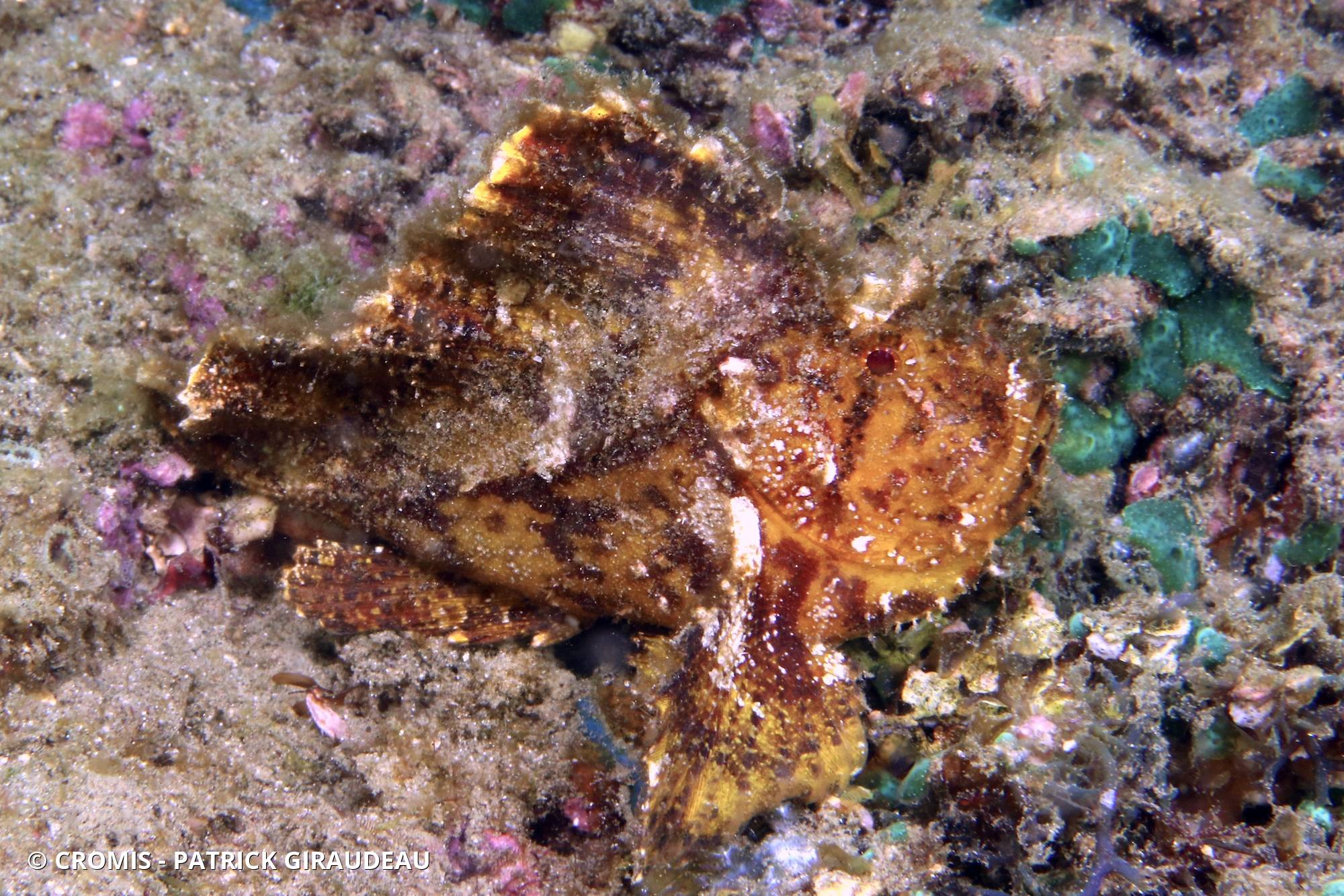Poisson-scorpion feuille