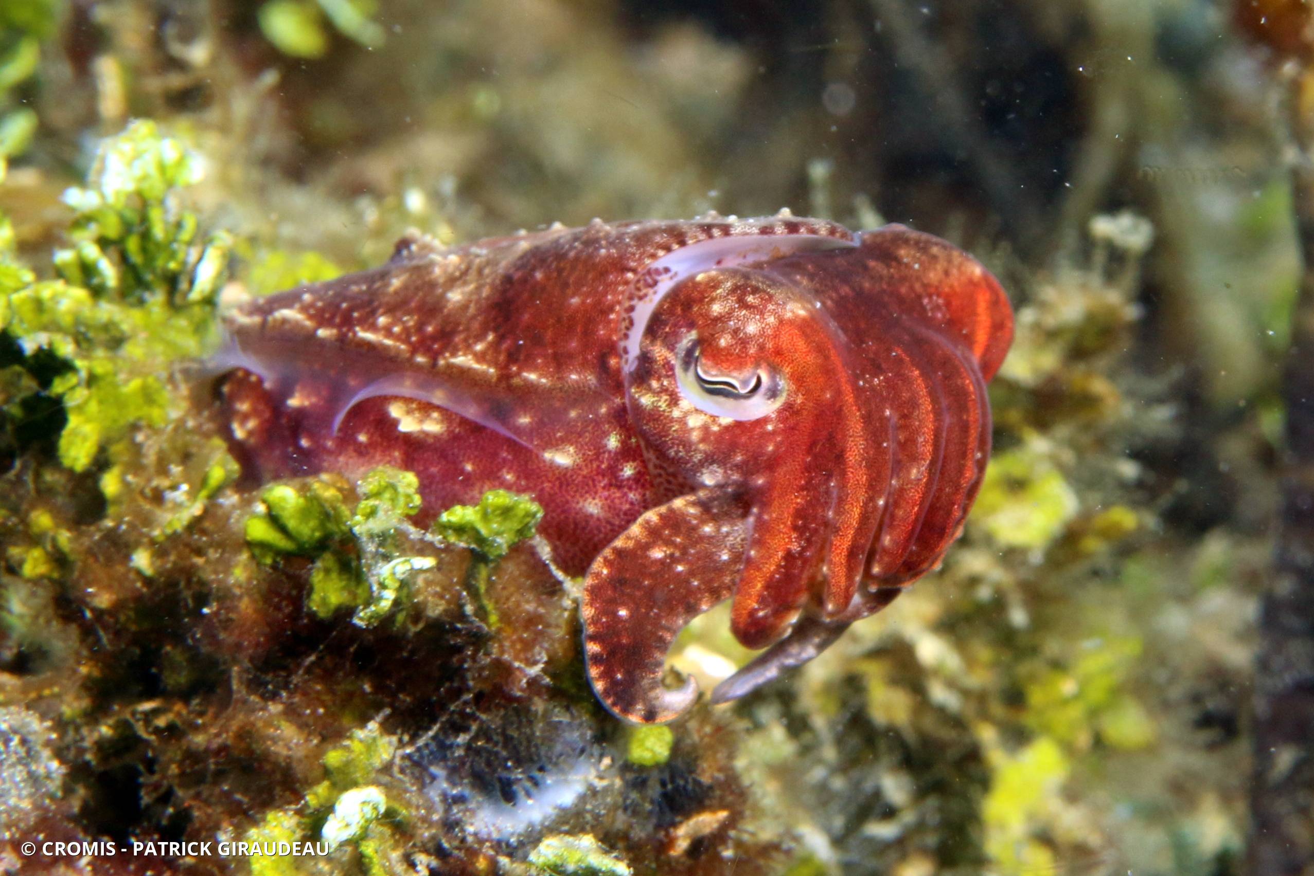 Seiche à larges (grandes) mains