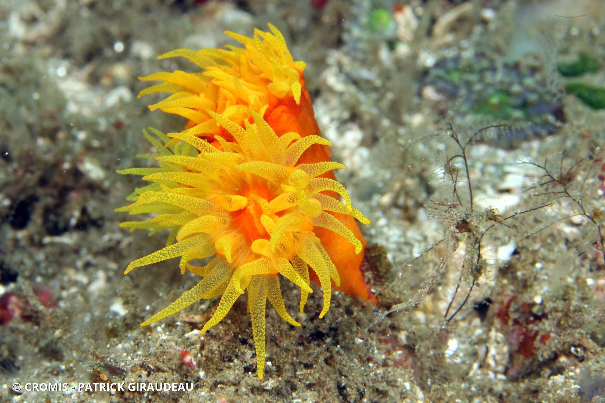 Tubastrée orange