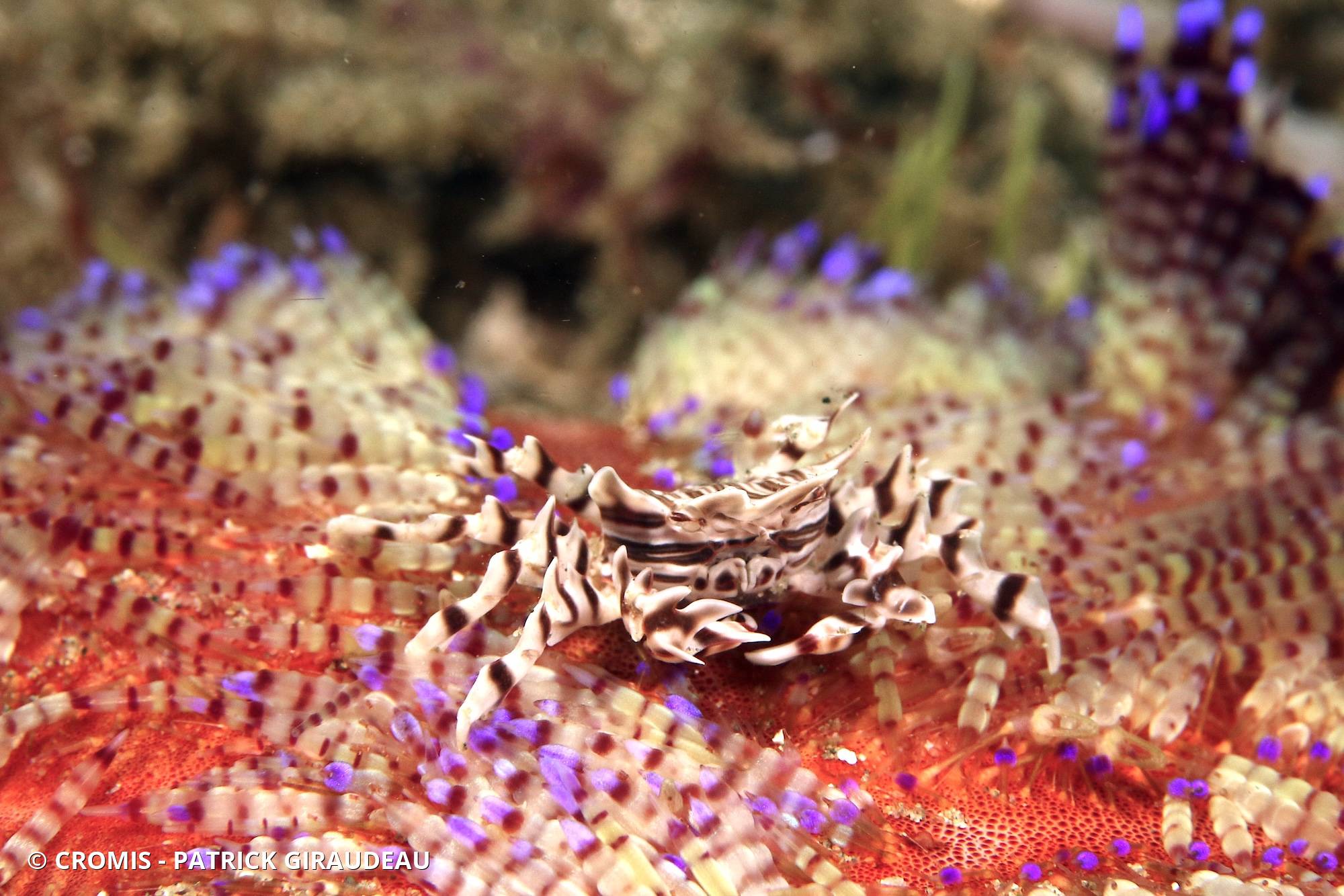 Crabe zèbre