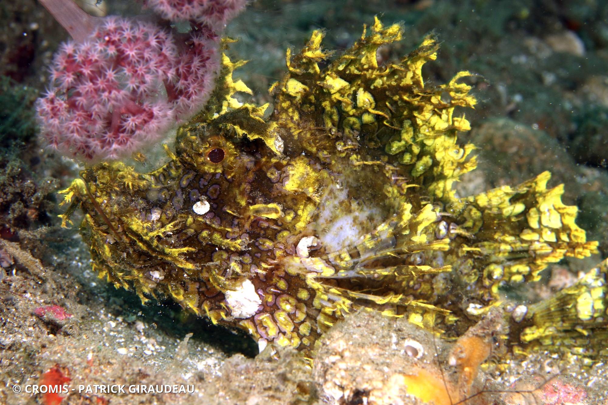 Poisson-scorpion feuillu