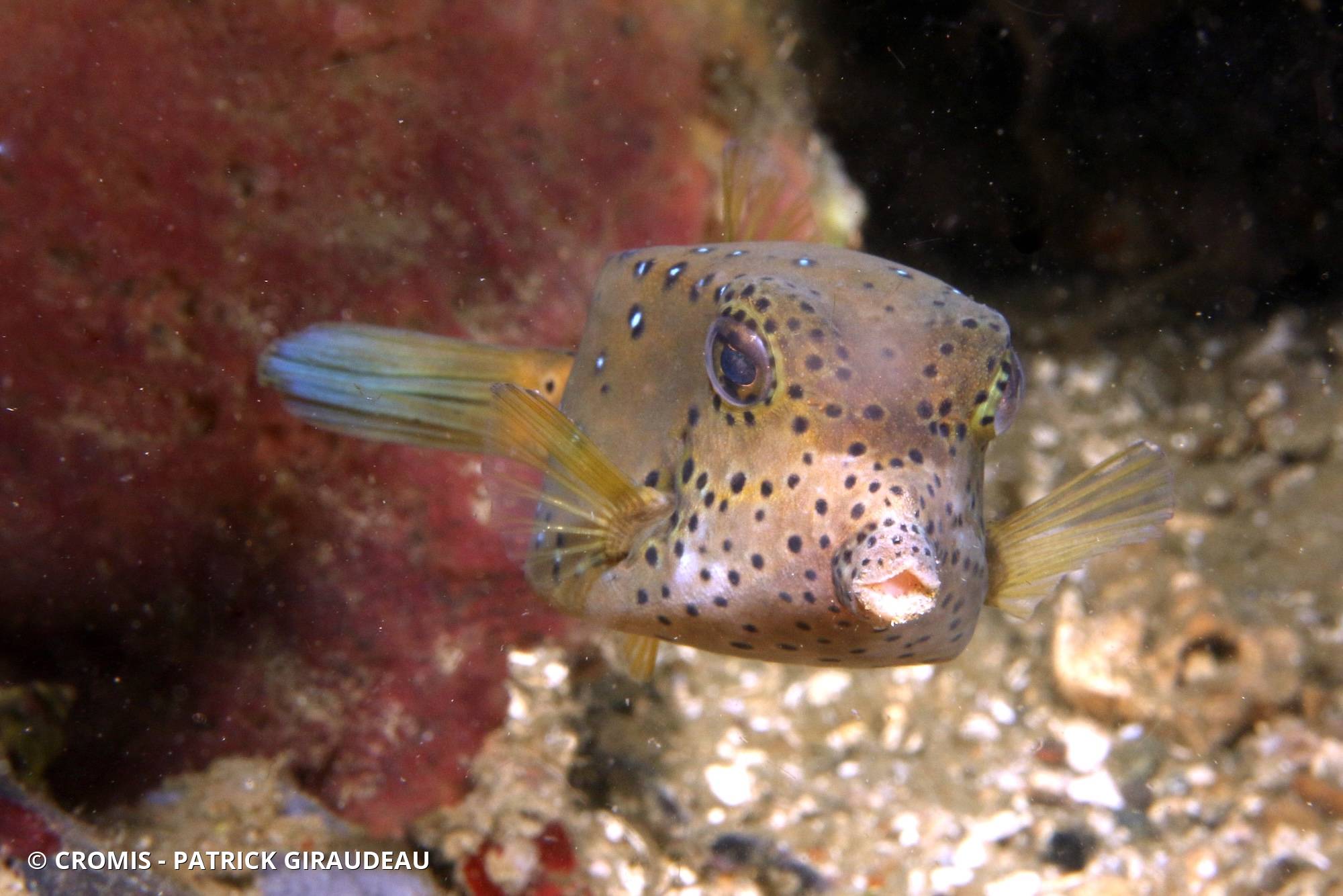 Poisson-coffre jaune
