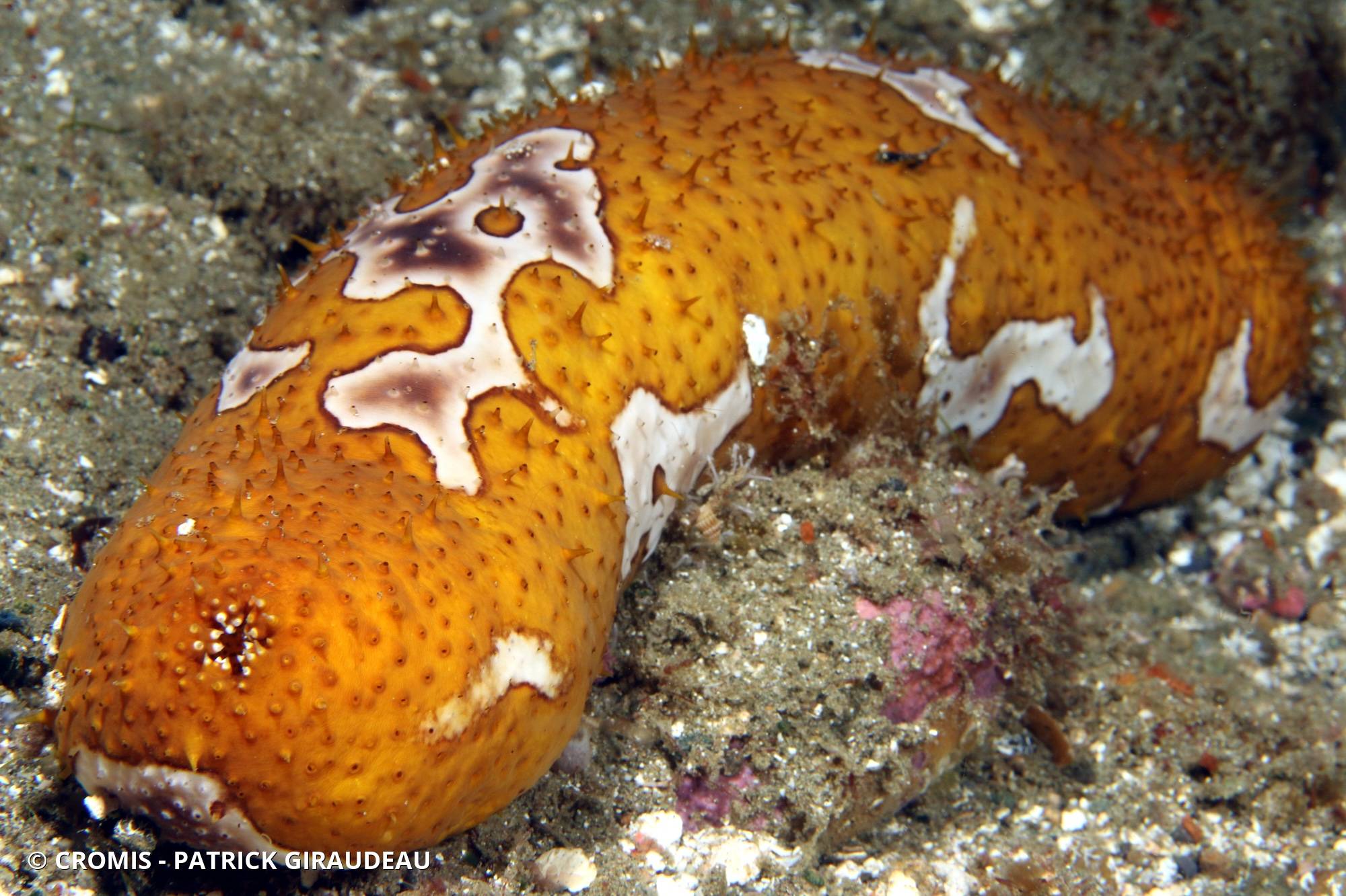 Holothurie léopard