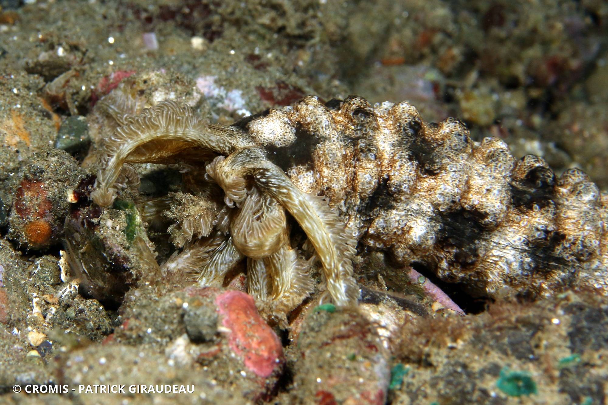 Holothurie serpent collante