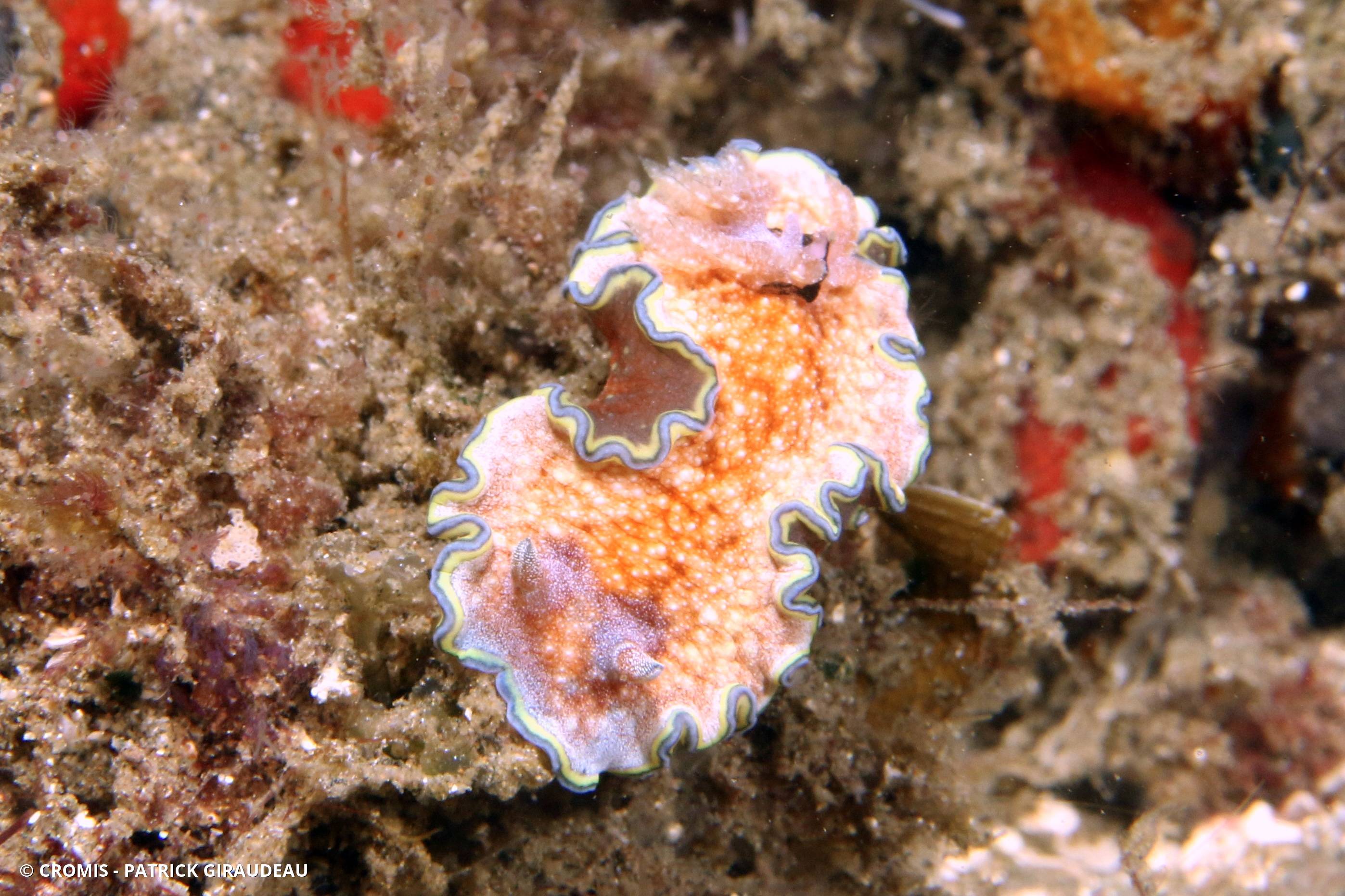 Glossodoris à liseré