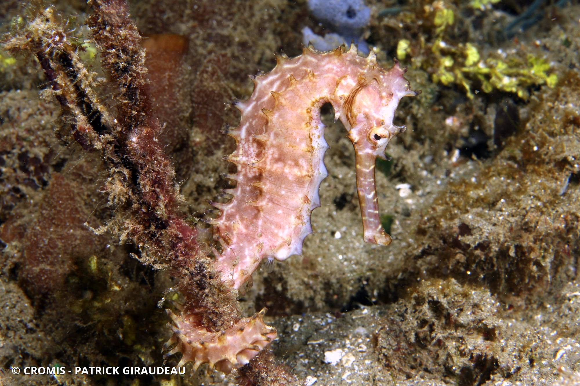 Hippocampe hérissé
