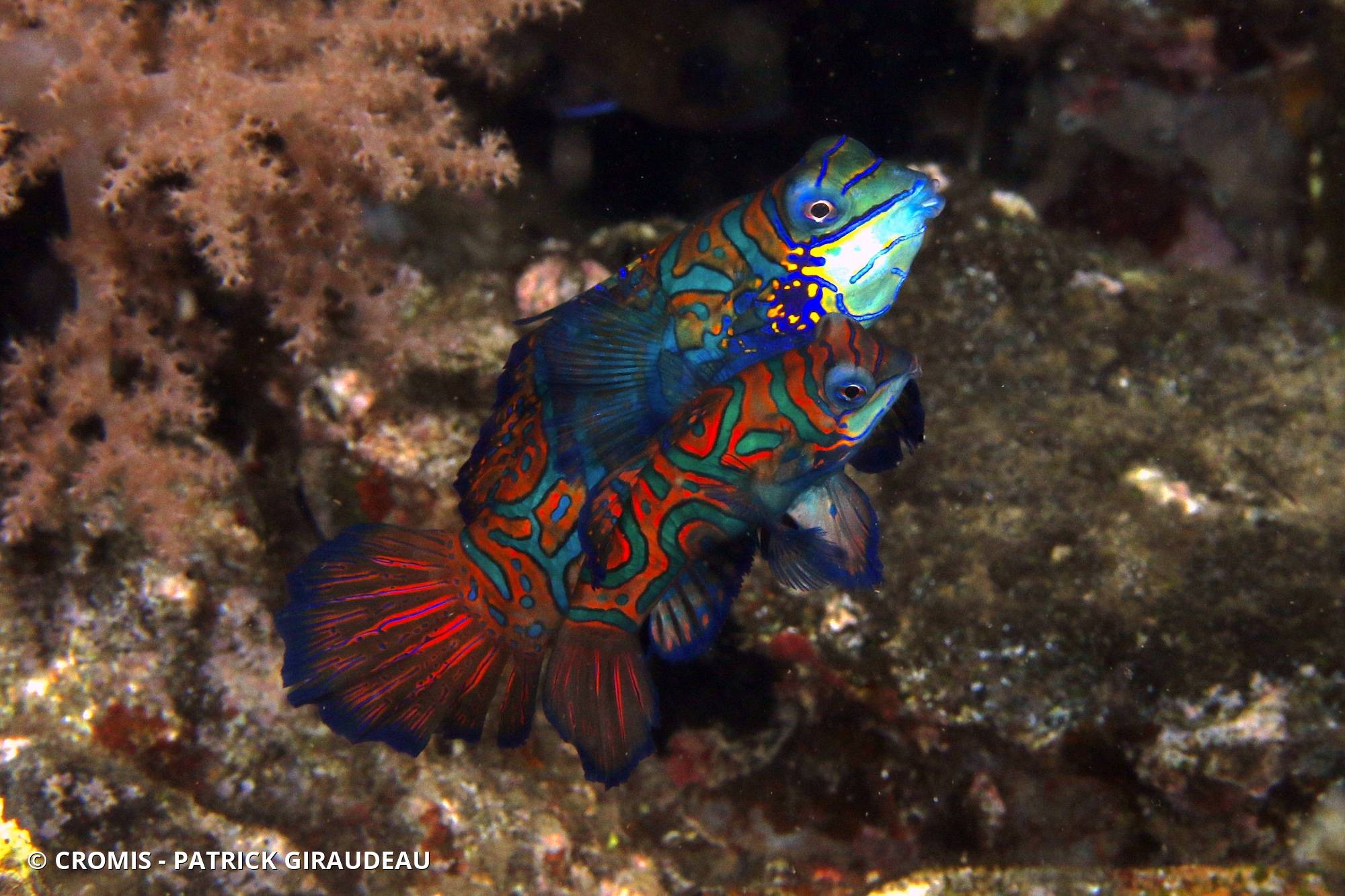 Poisson-mandarin