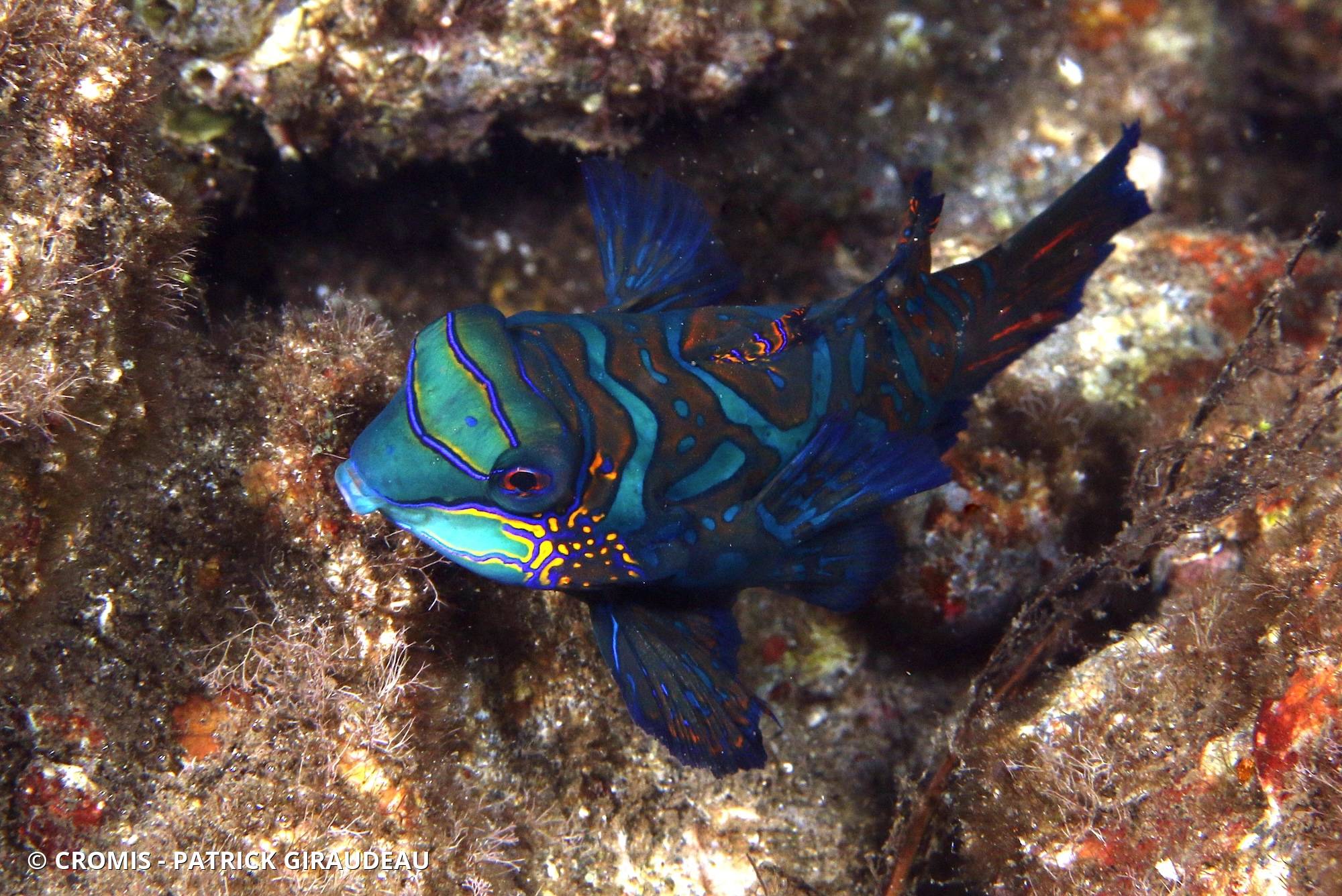 Poisson-mandarin