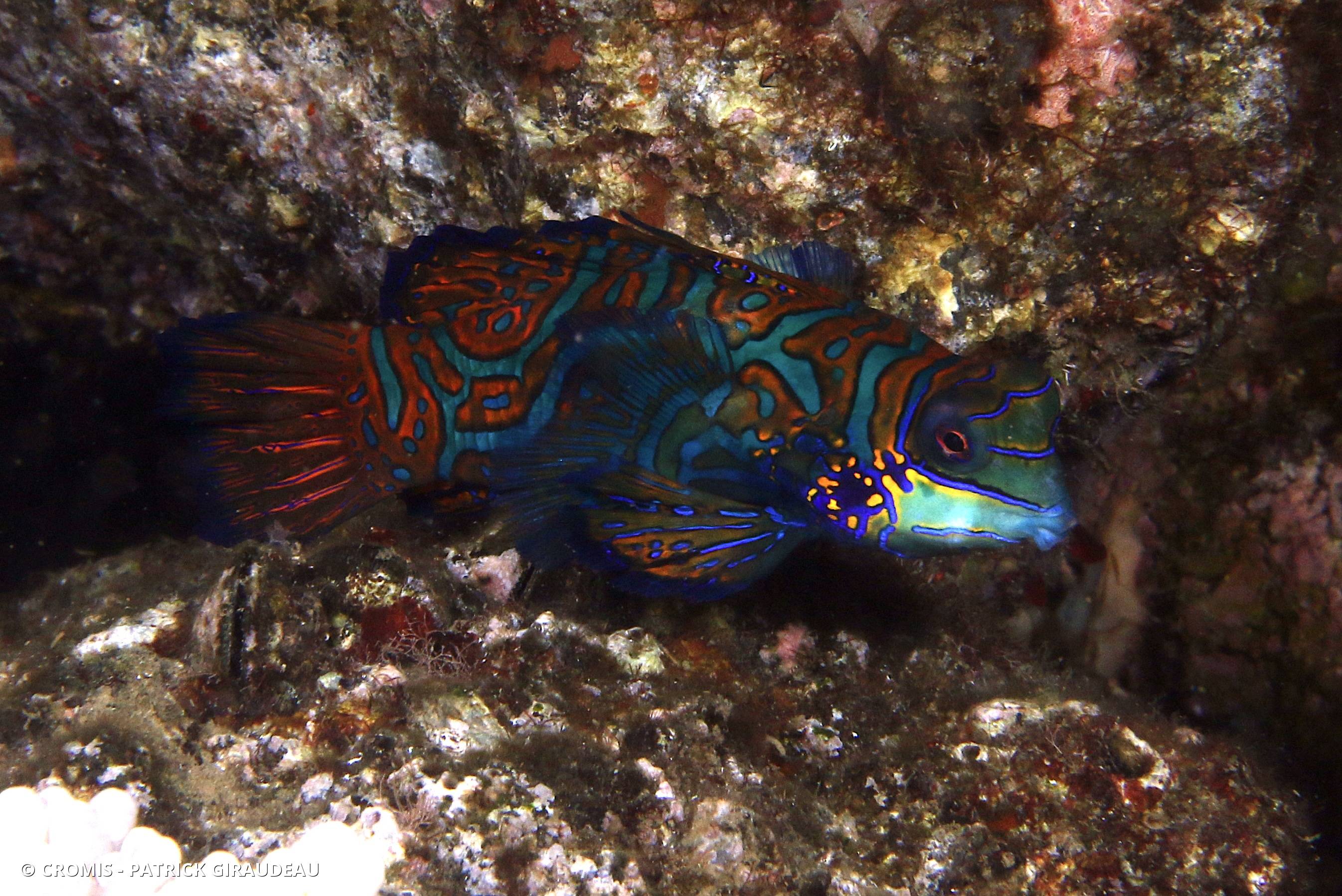 Poisson-mandarin