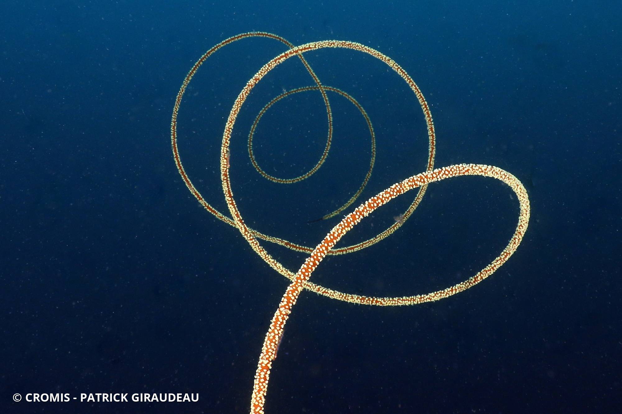 Corail spiralé blanc