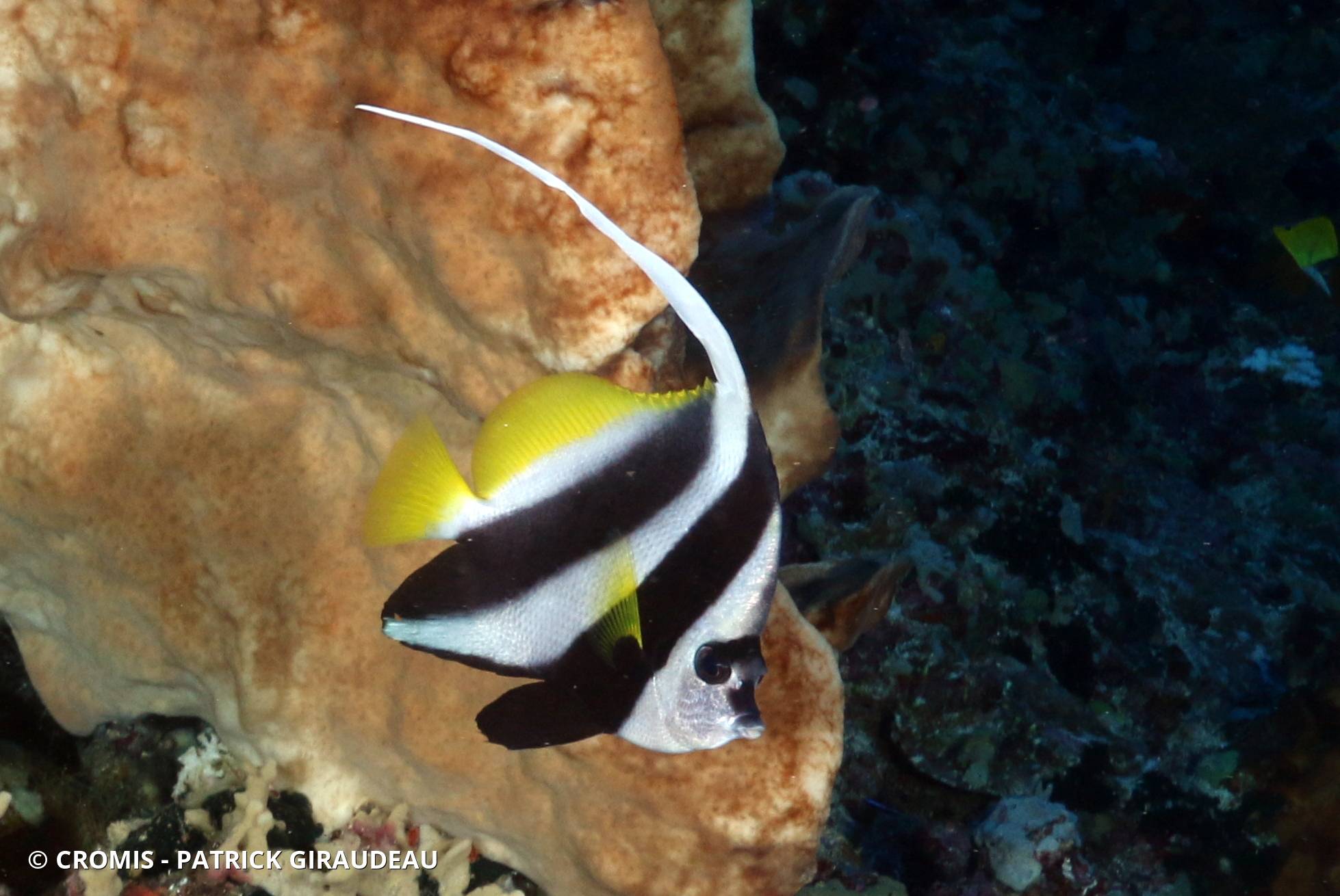Poisson-cocher commun