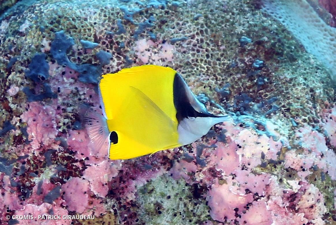 Poisson-pincette jaune